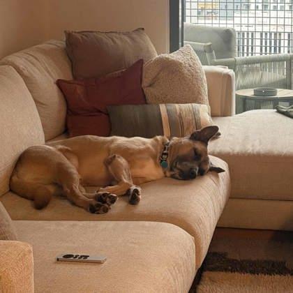 Enlarge Ruxin, a Adoptable mixed breed in Atlanta, GA image 1/3