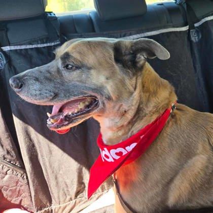 Enlarge Ruxin, a Adoptable mixed breed in Atlanta, GA image 2/3