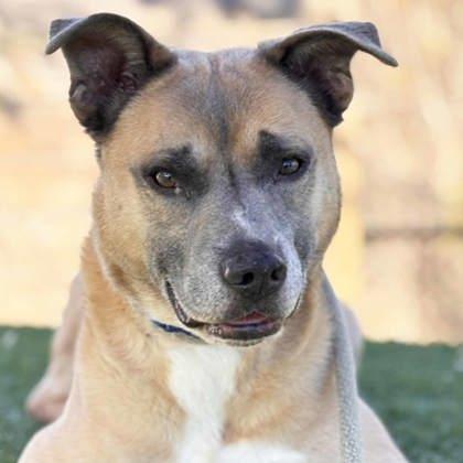 Enlarge Ruxin, a Adoptable mixed breed in Atlanta, GA image 3/3