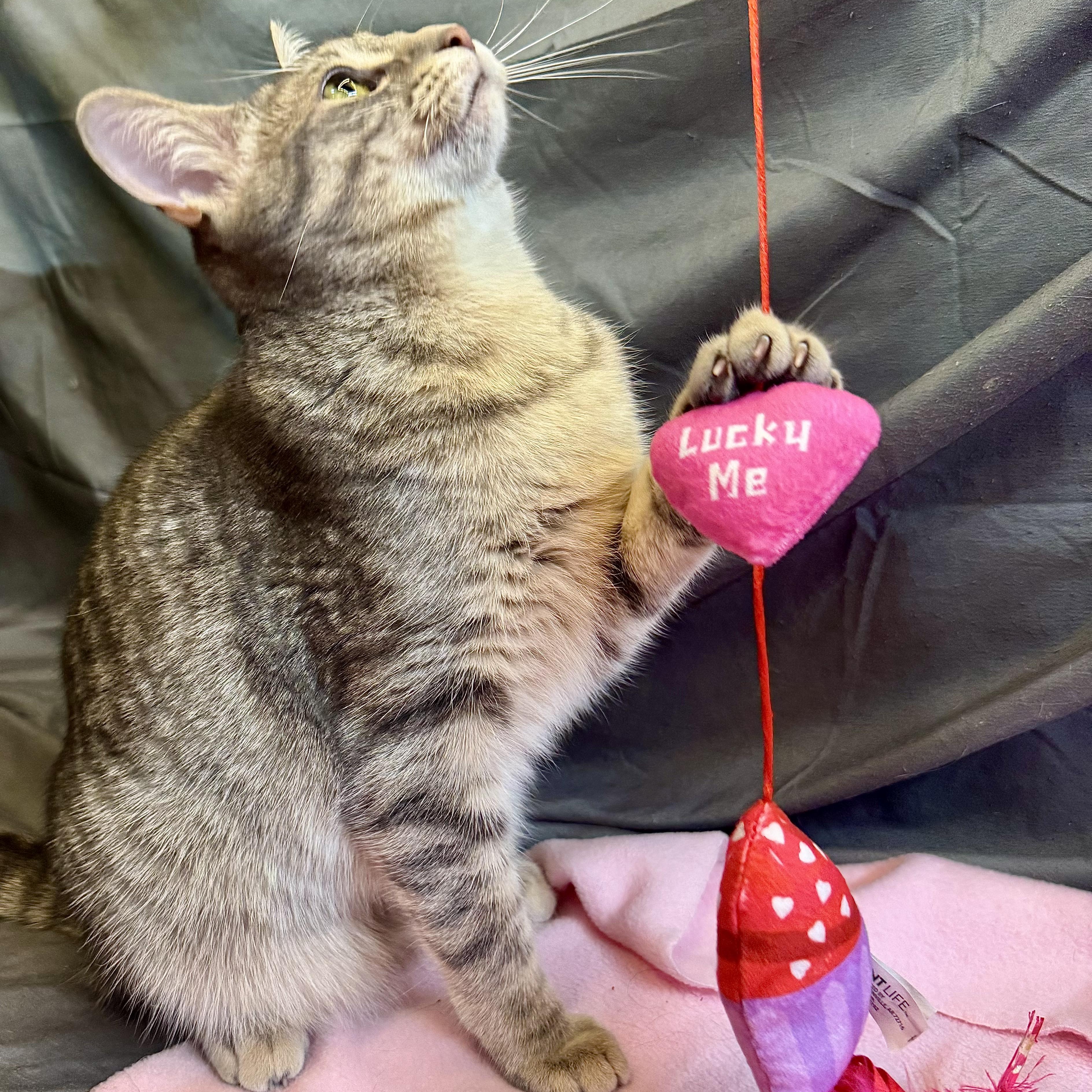 Giant, an adopted American Shorthair in Alexandria, IN image 3/5