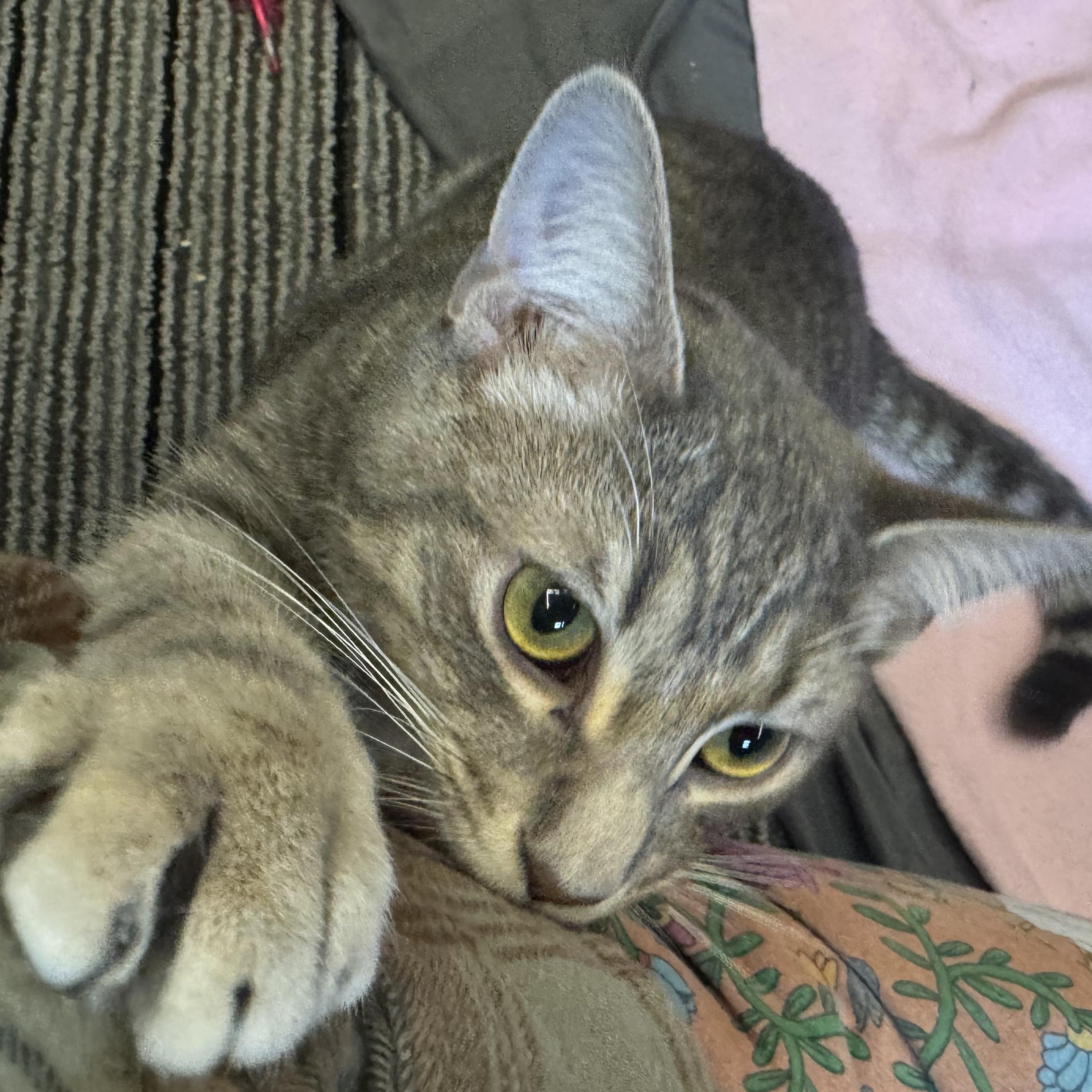 Giant, an adopted American Shorthair in Alexandria, IN image 5/5