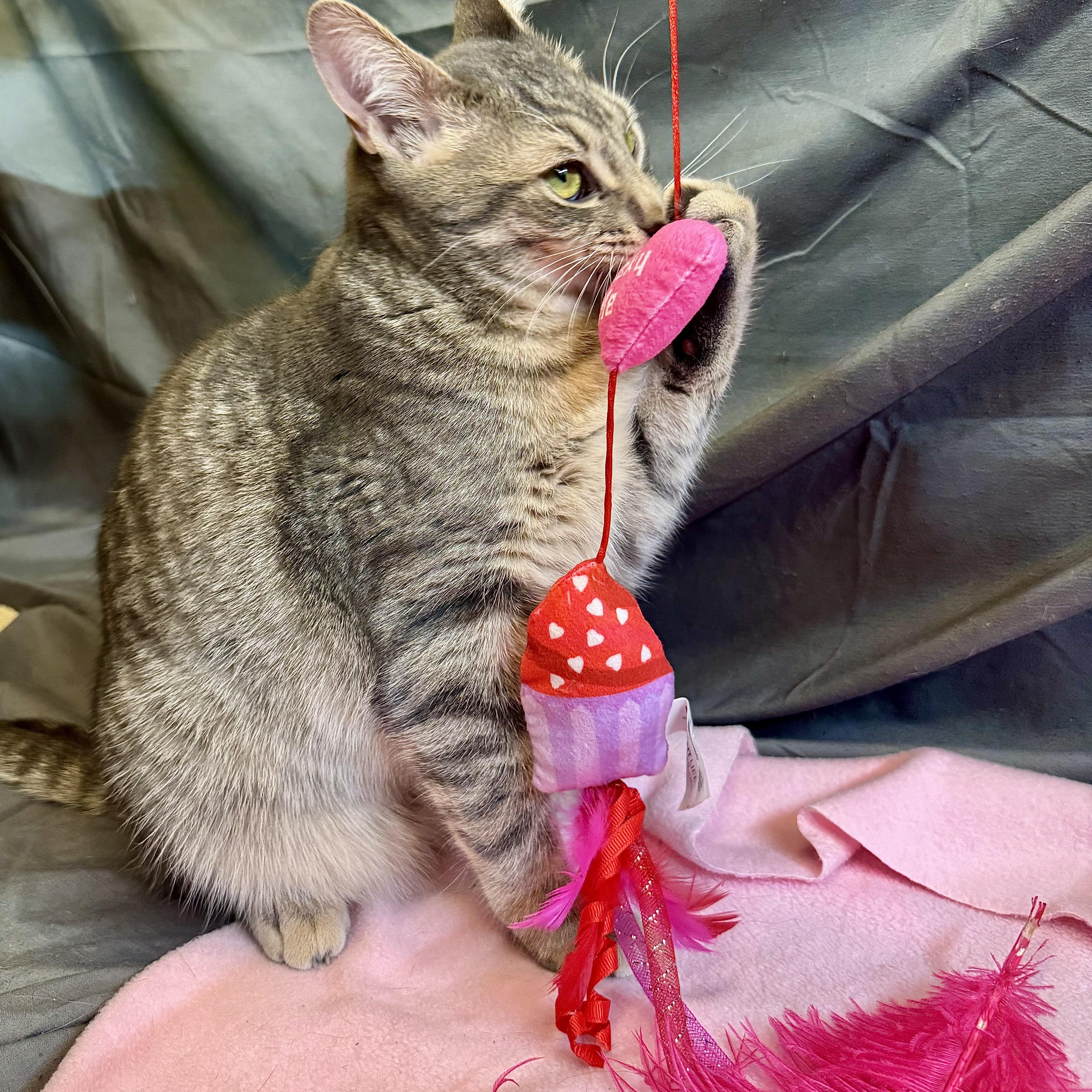 Giant, an adopted American Shorthair in Alexandria, IN image 2/5