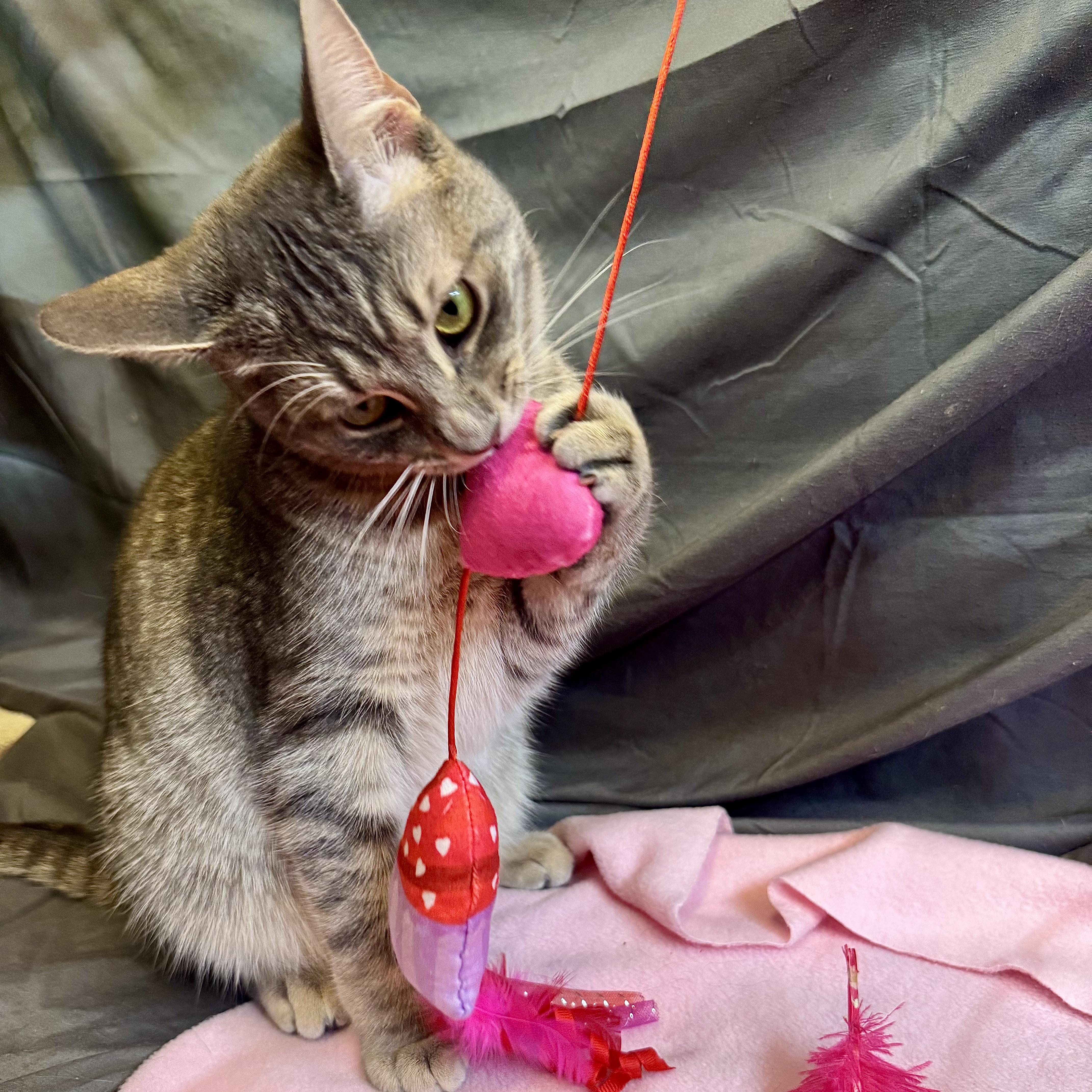 Giant, an adopted American Shorthair in Alexandria, IN image 4/5