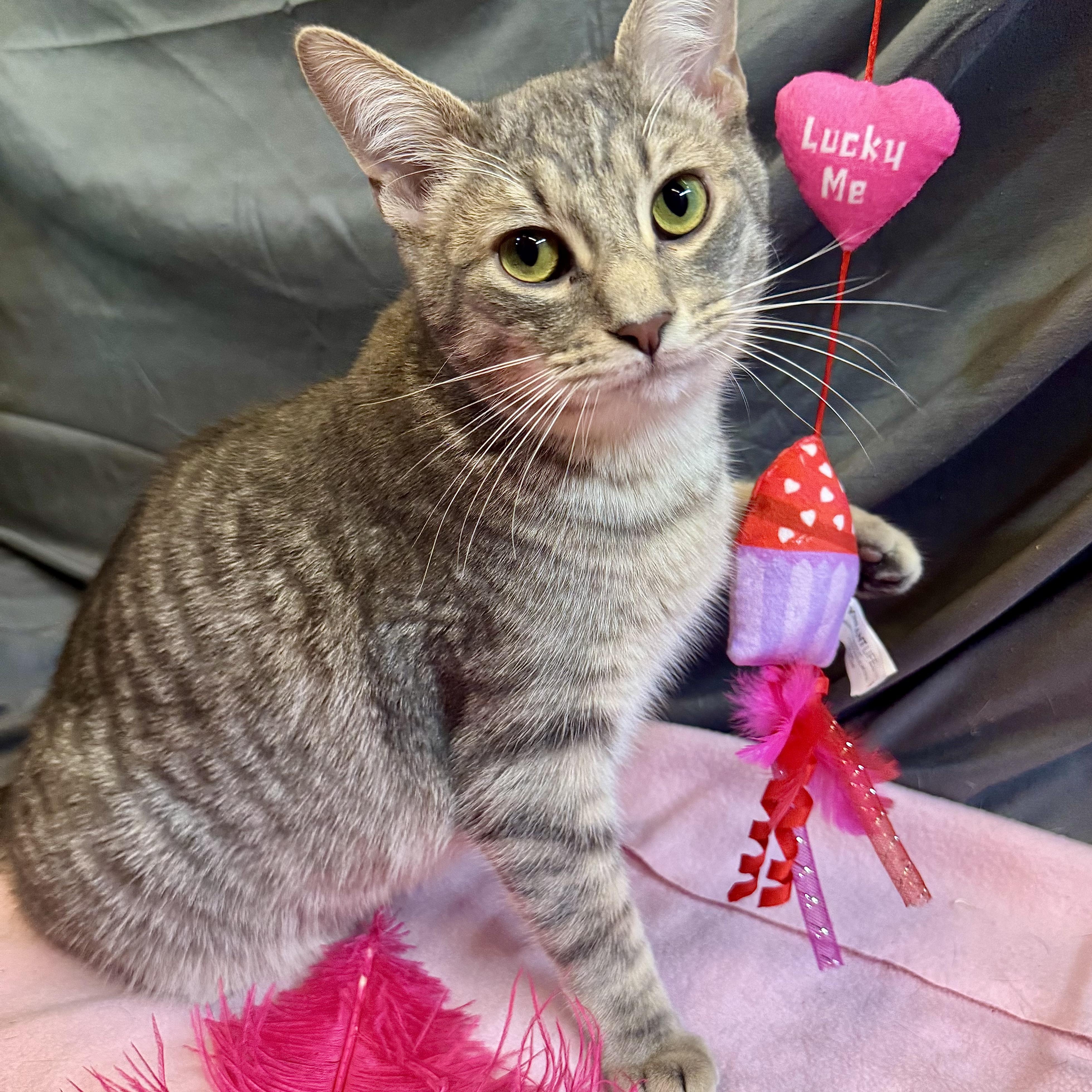 Giant, an adopted American Shorthair in Alexandria, IN image 1/5