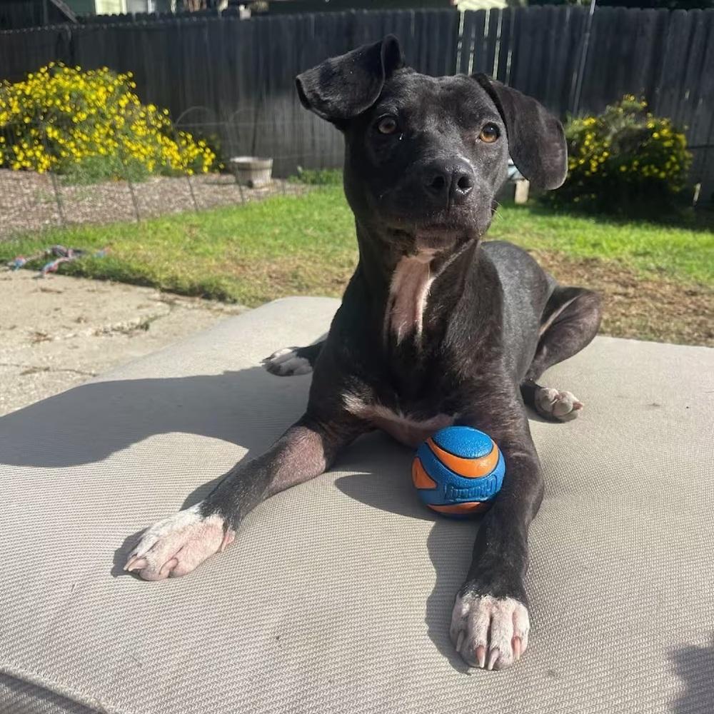 **Courtesy Post** Tiger Lily!, a Adoptable mixed breed in Denver, CO image 1/4