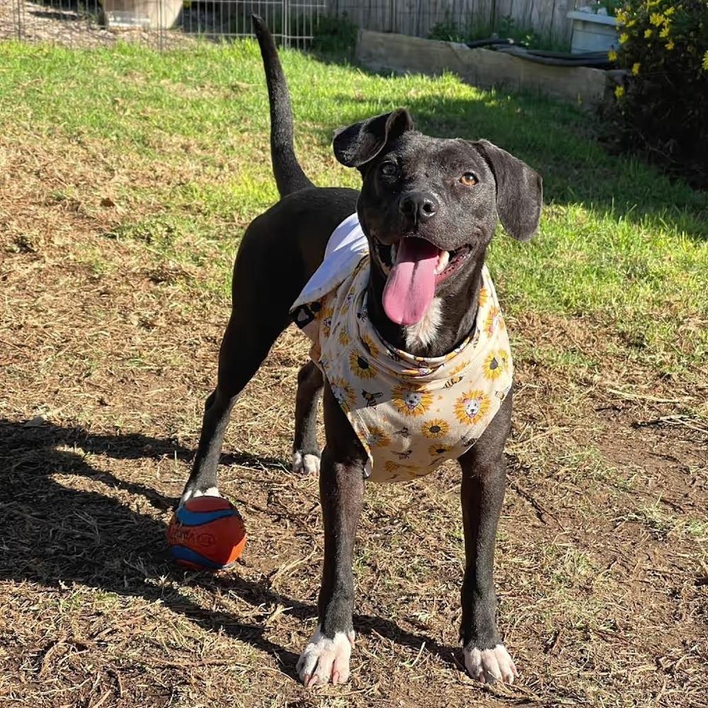 **Courtesy Post** Tiger Lily!, a Adoptable mixed breed in Denver, CO image 3/4