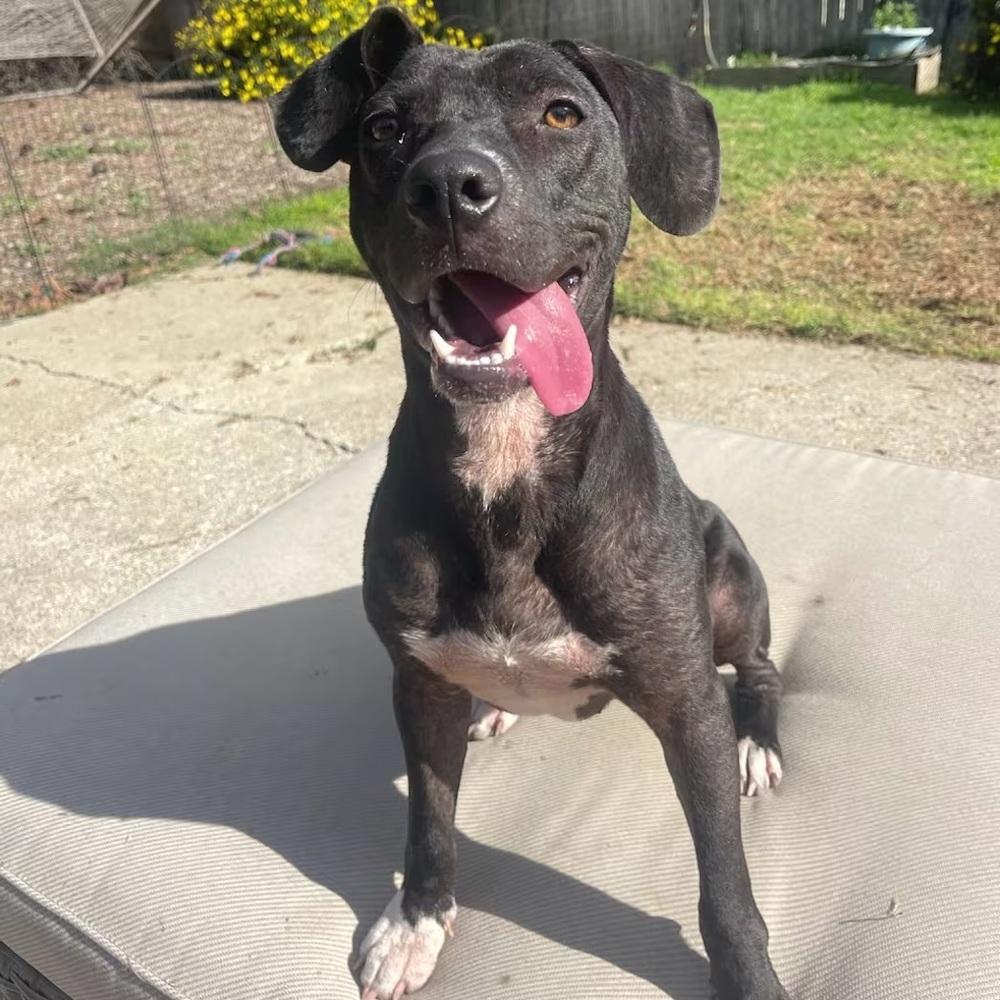 **Courtesy Post** Tiger Lily!, a Adoptable mixed breed in Denver, CO image 4/4