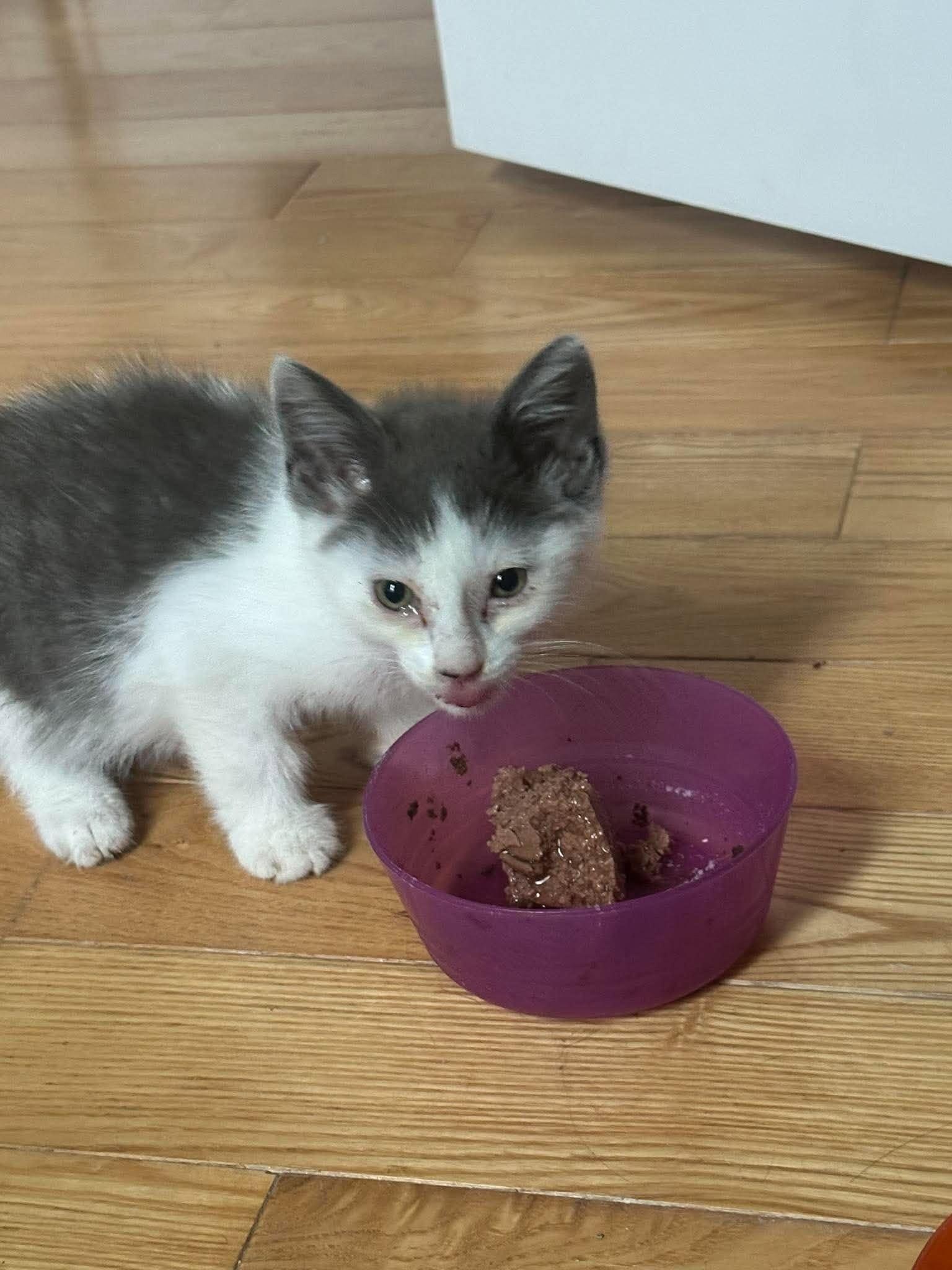 Steve, Adoptable, Young Male Domestic Short Hair.