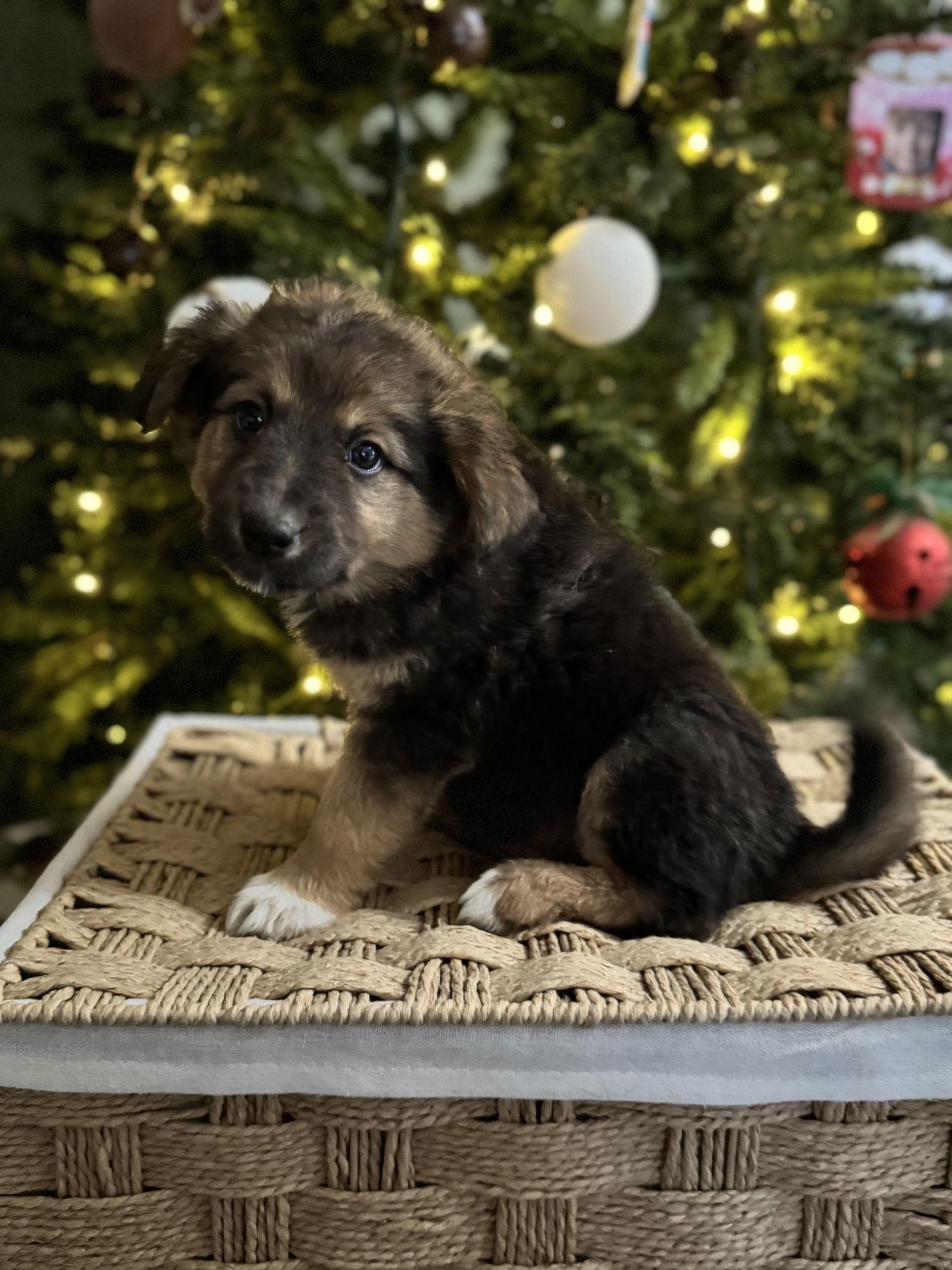 Enlarge Russet Potato, a Adopted Australian Shepherd in PHOENIX, AZ image 1/2