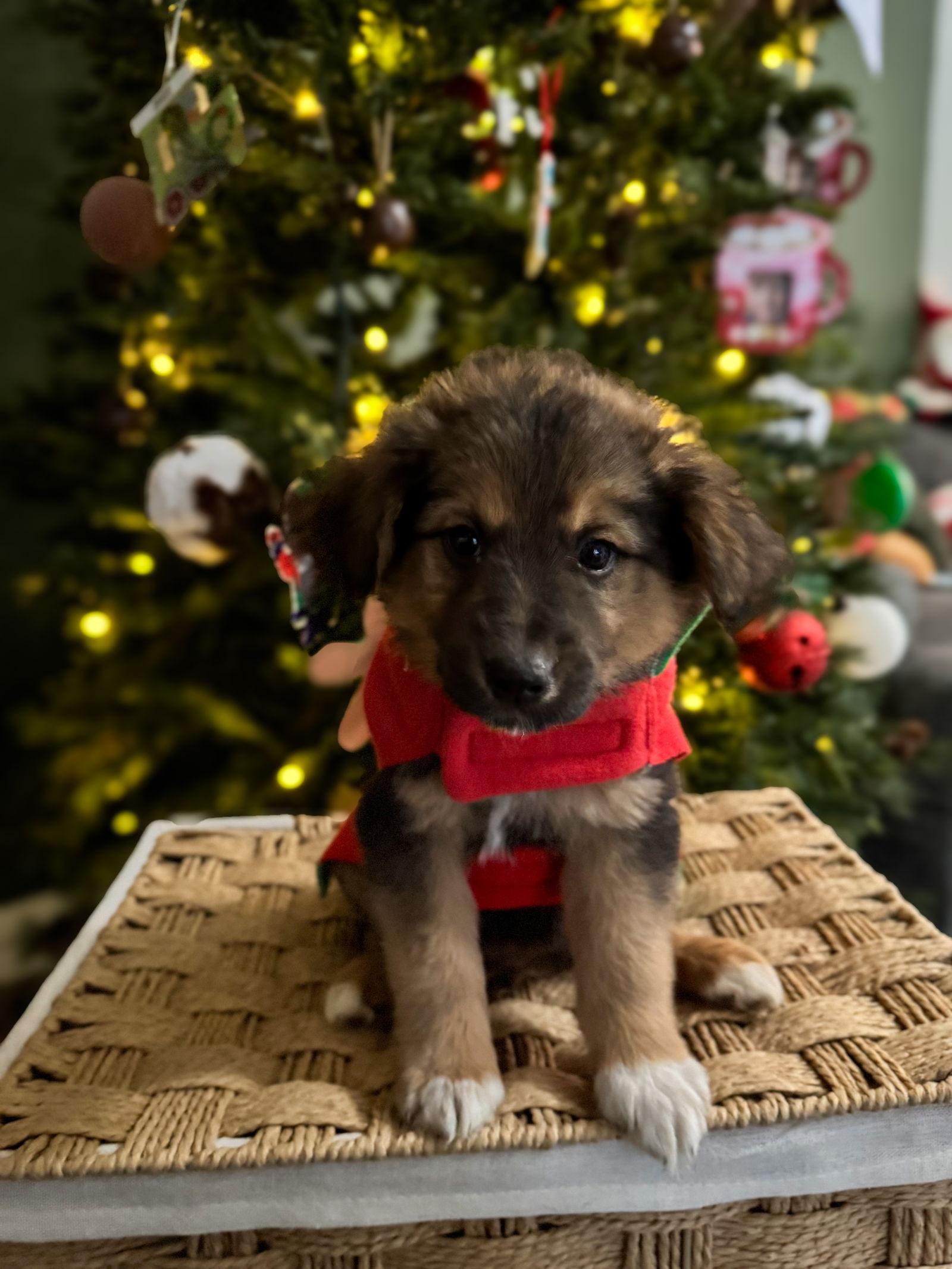 Enlarge Russet Potato, a Adopted Australian Shepherd in PHOENIX, AZ image 2/2