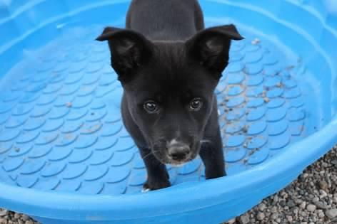 Puck, an adoptable Black Labrador Retriever in Pierre, SD, 57501 | Photo Image 1