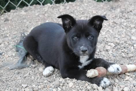 Puck, an adoptable Black Labrador Retriever in Pierre, SD, 57501 | Photo Image 3