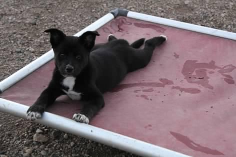 Puck, an adoptable Black Labrador Retriever in Pierre, SD, 57501 | Photo Image 2