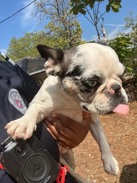 Enlarge LADY BUG, a Adoptable French Bulldog in Dallas, TX image 1/1