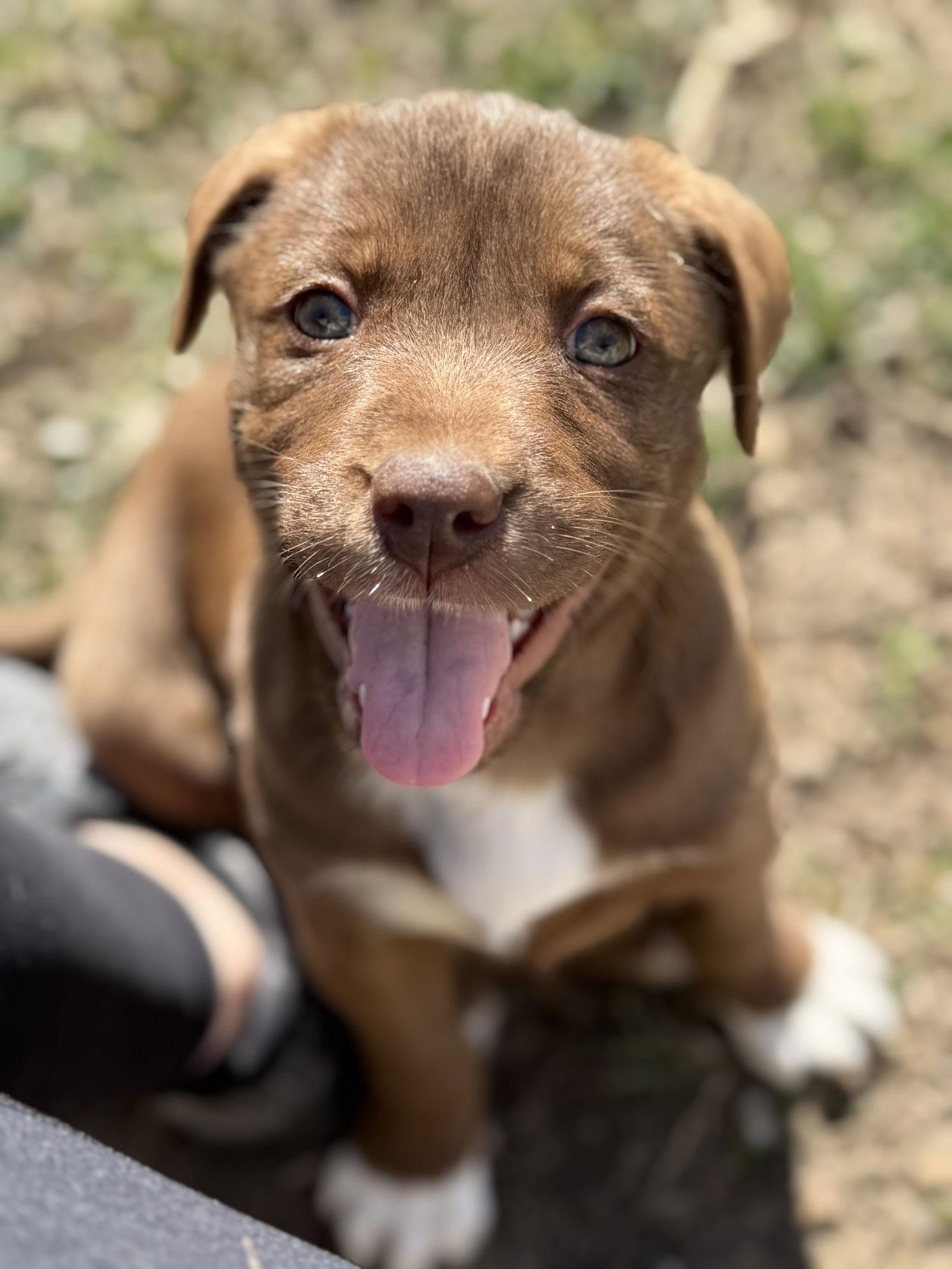 Enlarge Coco, a Adoptable mixed breed in Fenton, MO image 1/3