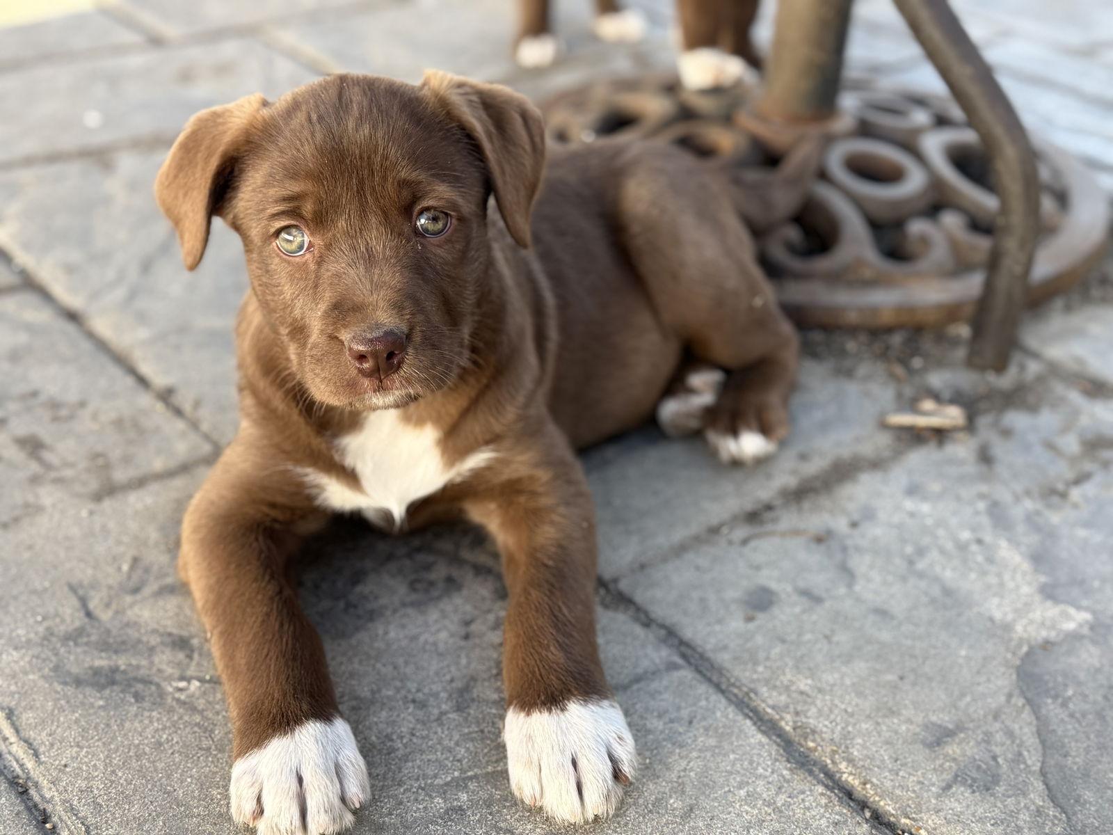 Enlarge Coco, a Adoptable mixed breed in Fenton, MO image 2/3
