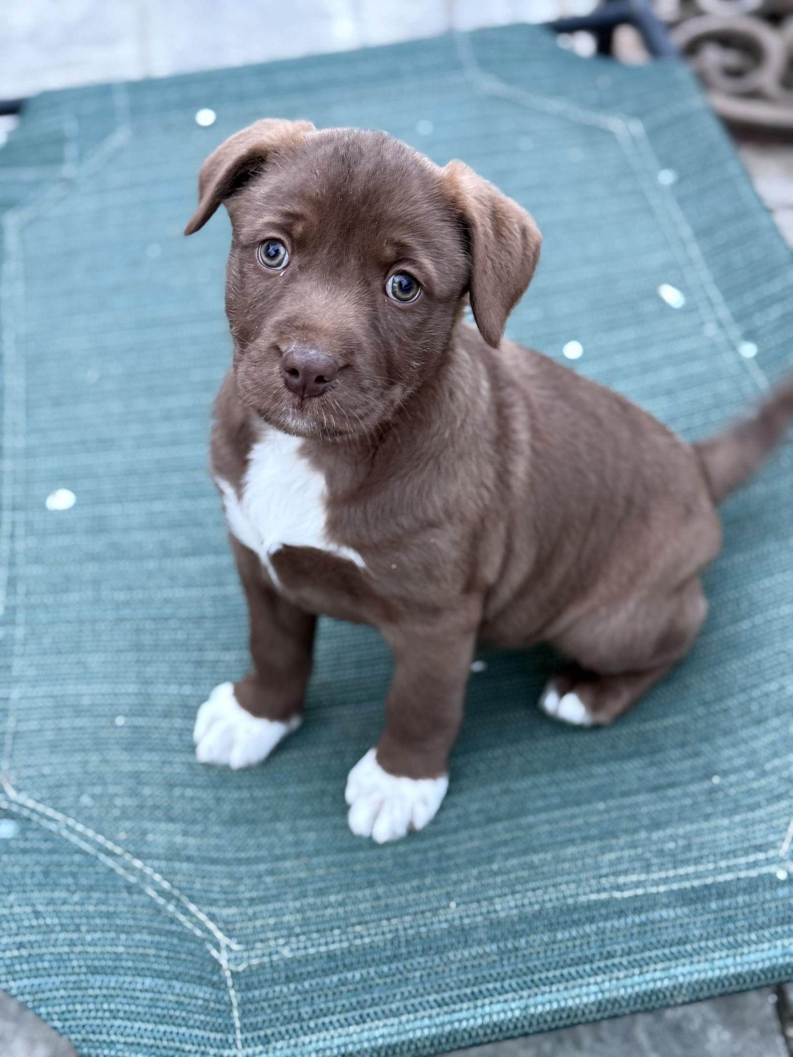 Enlarge Coco, a Adoptable mixed breed in Fenton, MO image 3/3
