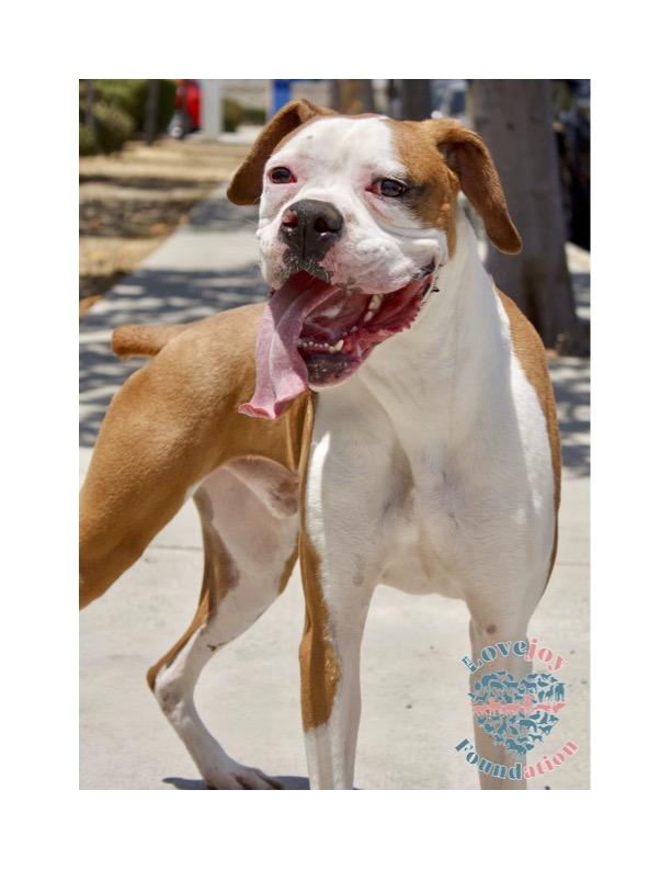 Dracko Boxer Dog