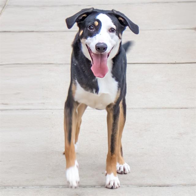 ZEUS, Adoptable, Young Male Treeing Walker Coonhound & Mixed Breed.