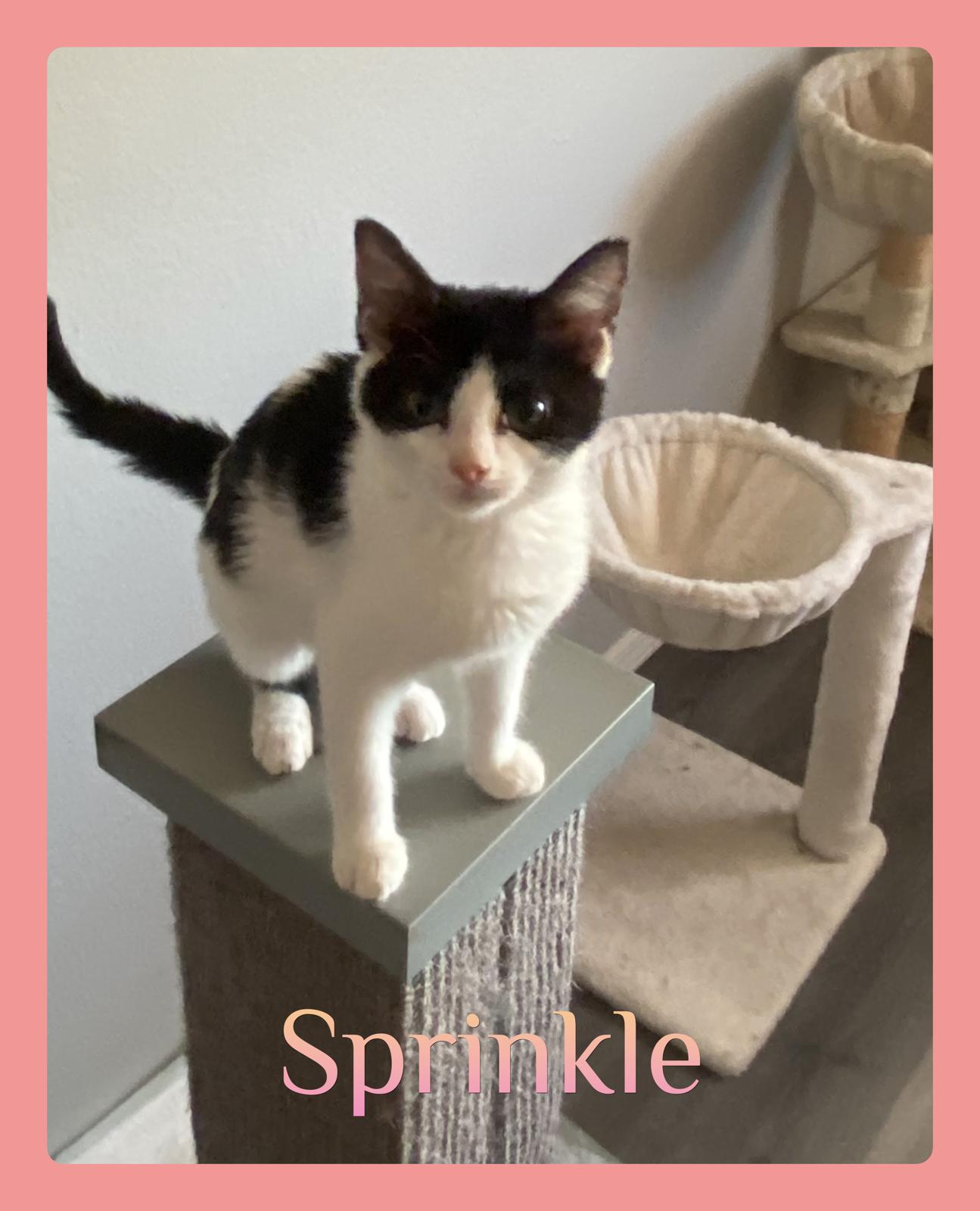 SPRINKLE, Adoptable, Kitten Female Tabby.
