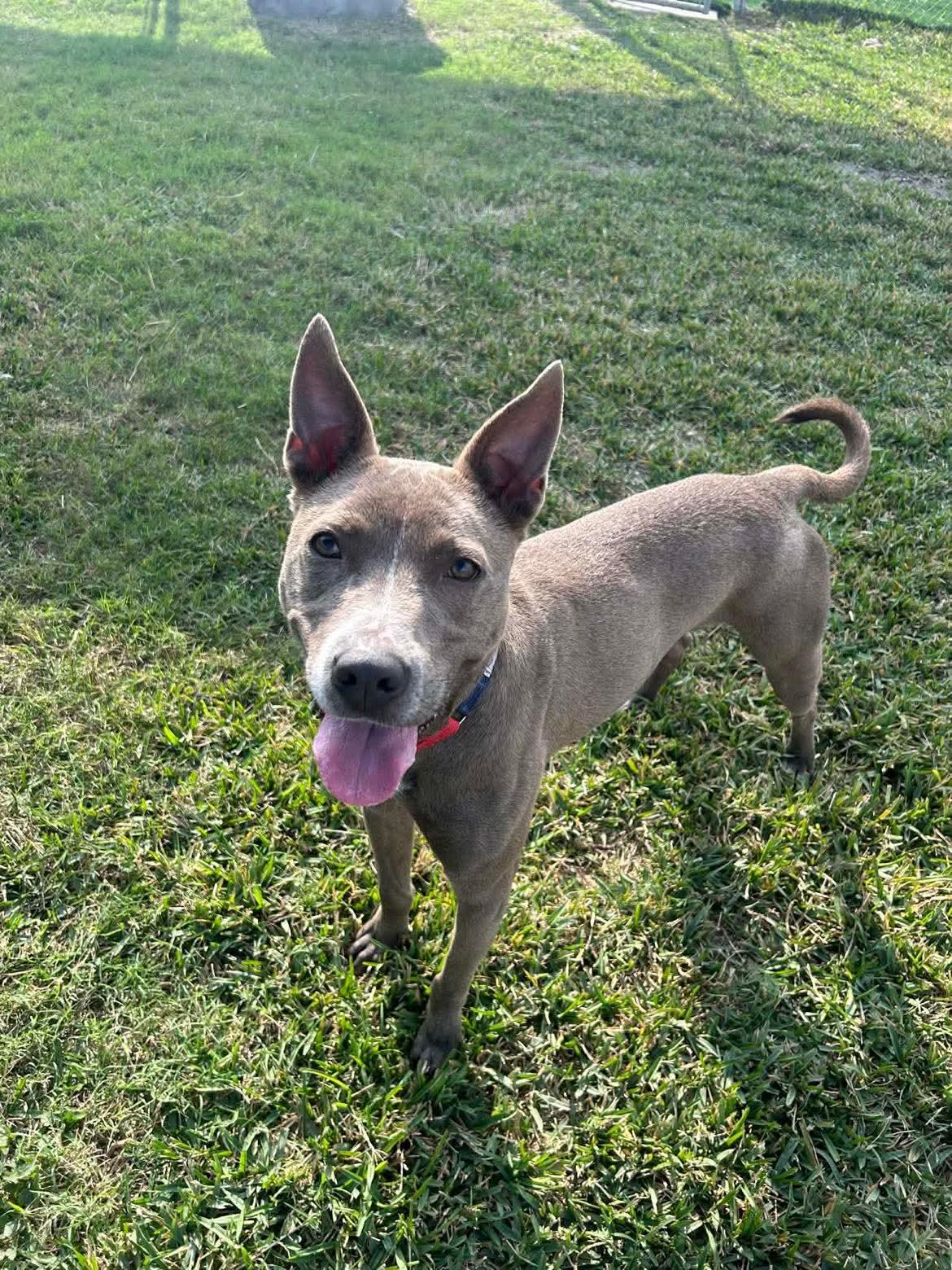 Diver, Adoptable, Young Female Pit Bull Terrier.