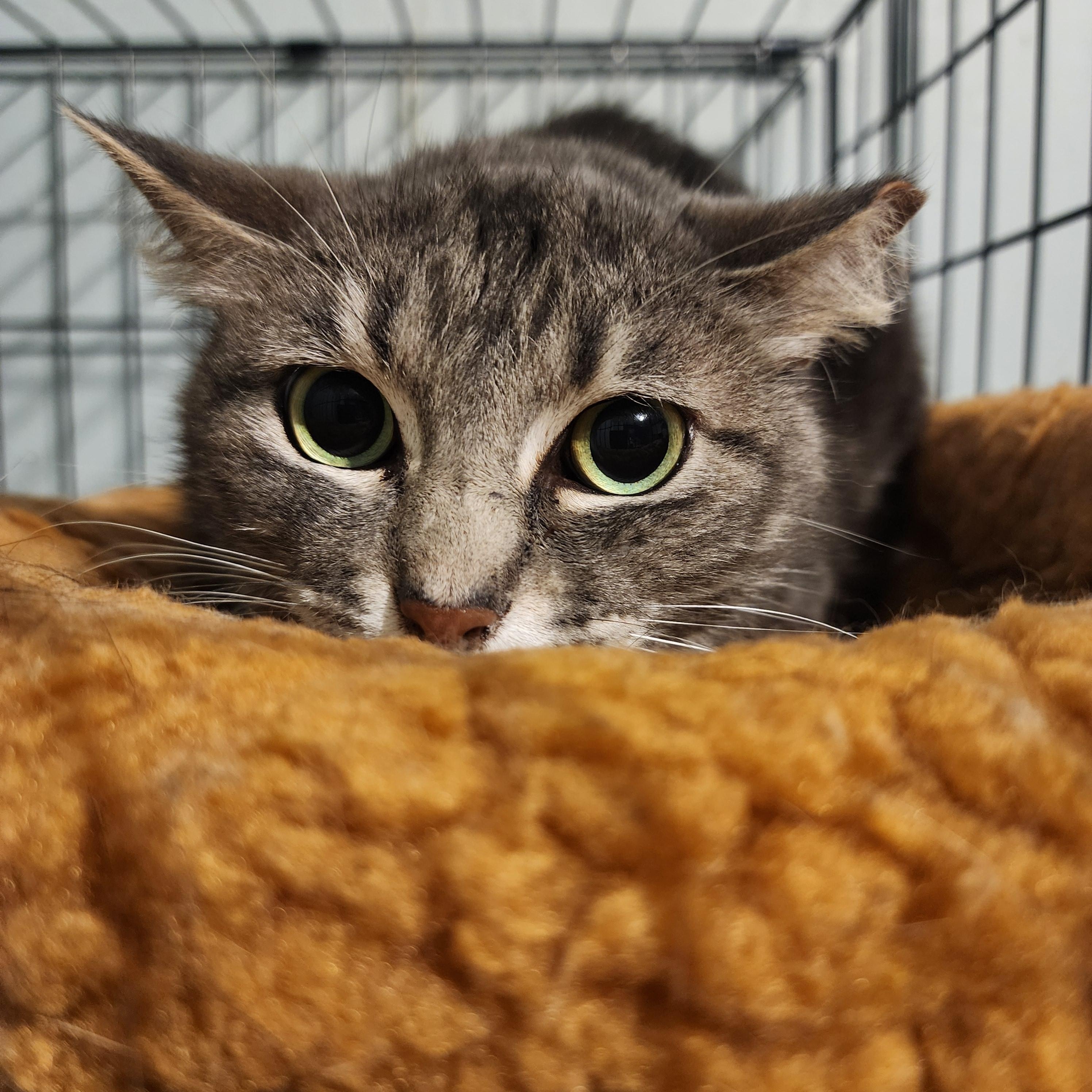 Enlarge Empress Meow Meow, a Adoptable Domestic Short Hair in Lincoln, NE image 5/5