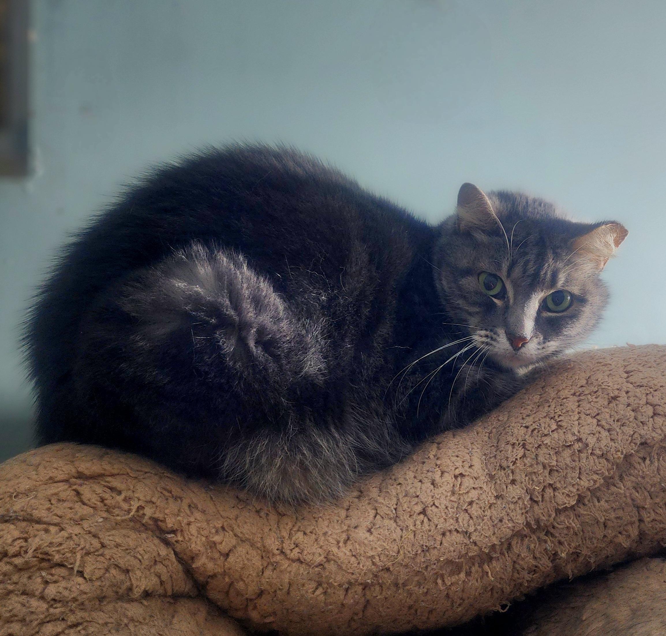Enlarge Empress Meow Meow, a Adoptable Domestic Short Hair in Lincoln, NE image 3/5