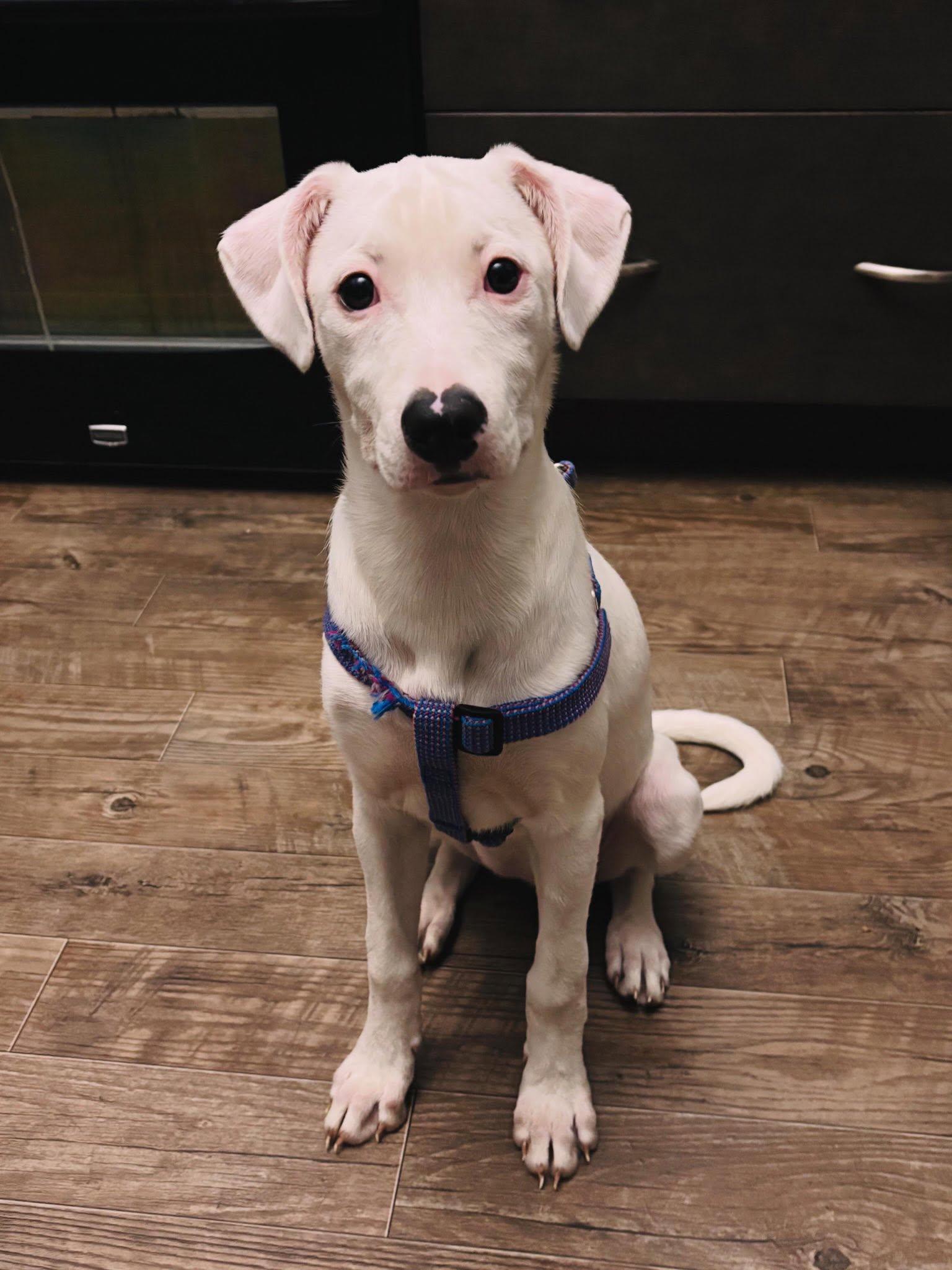 Alice, ADOPTABLE, Young Female American Bully.