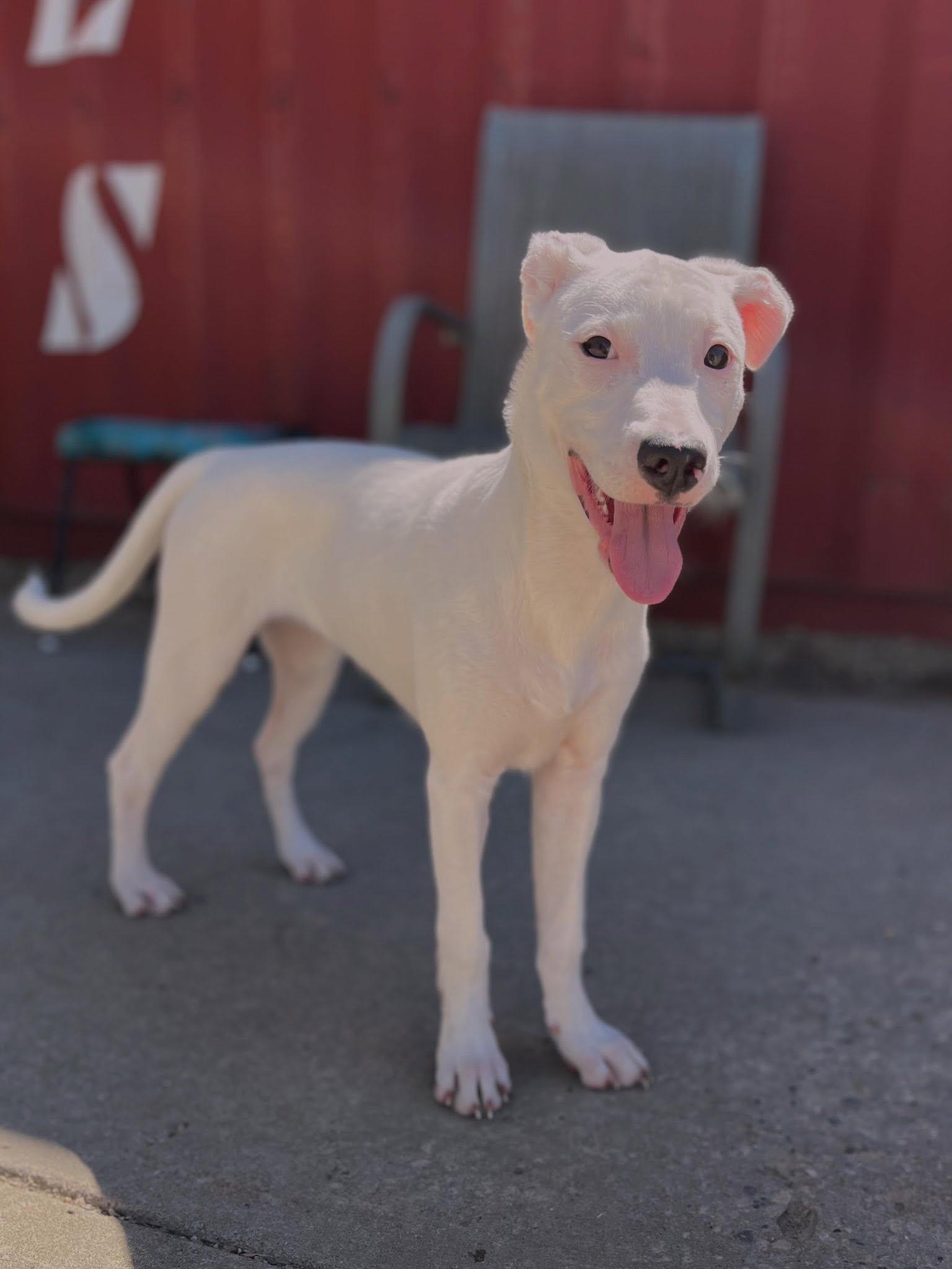 Alice, a ADOPTABLE mixed breed in Edmonton, AB image 3/3