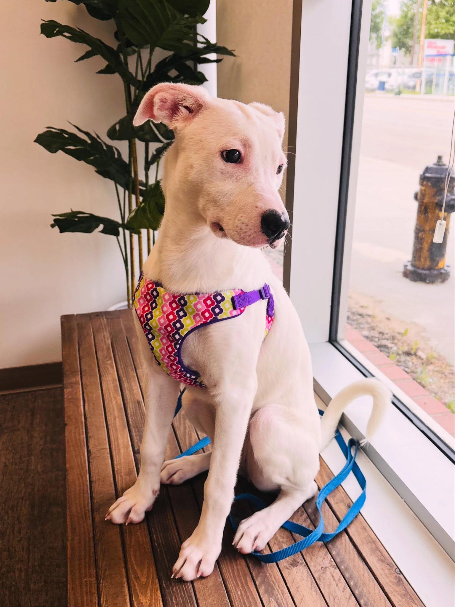 Alice, a ADOPTABLE mixed breed in Edmonton, AB image 2/3