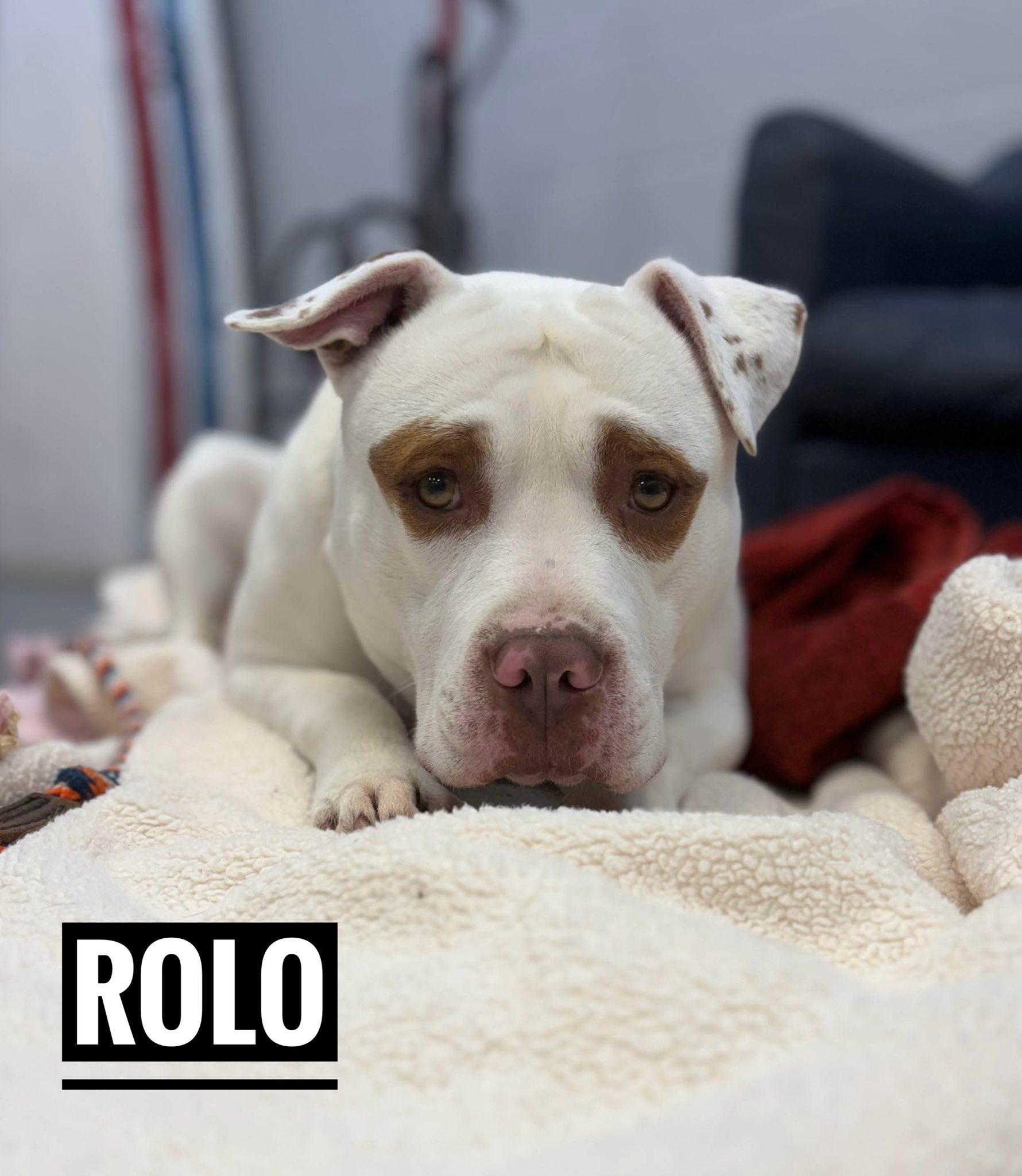 Rolo, ADOPTABLE, Adult Male Mixed Breed.