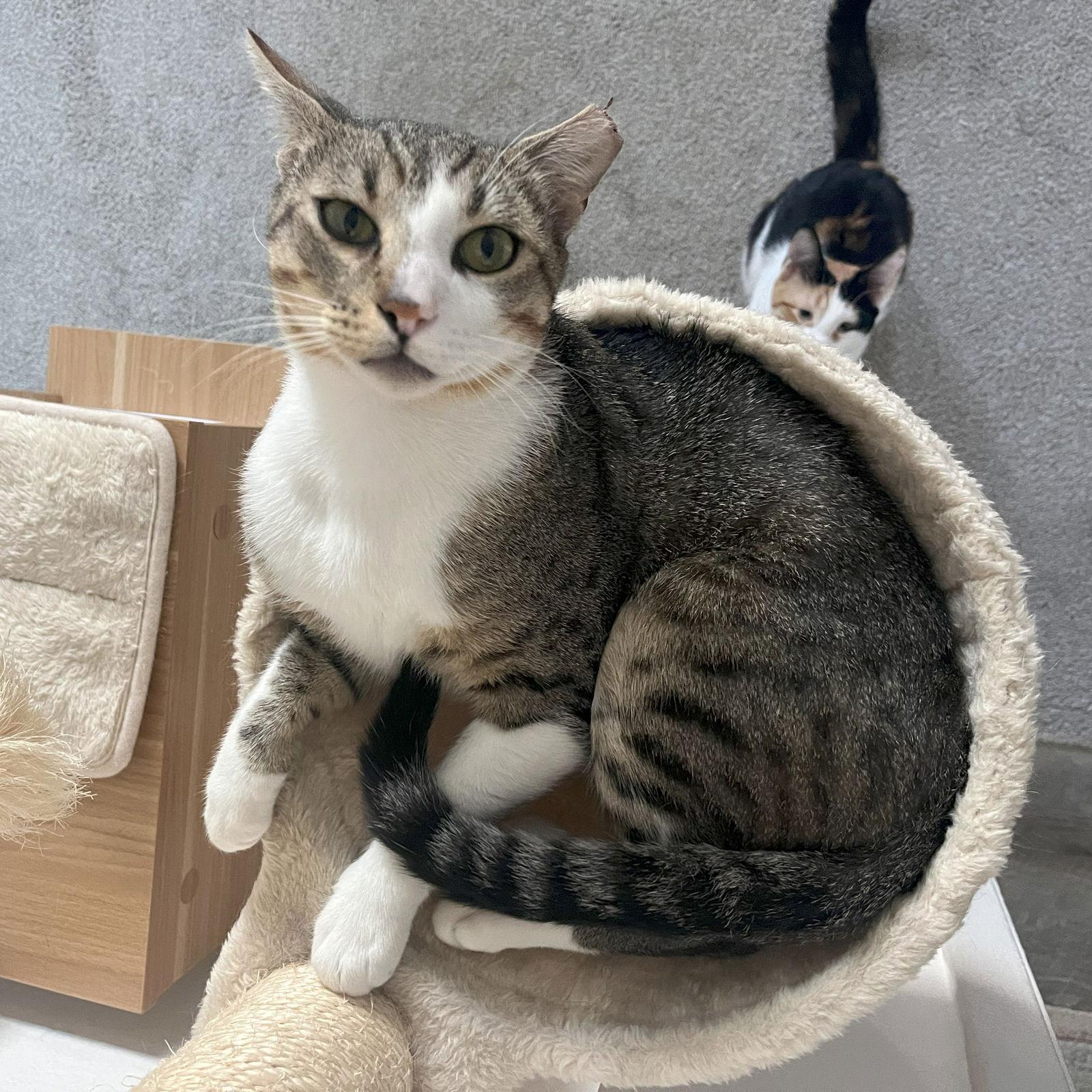 Hamilton, a Adoptable Domestic Short Hair in San Jose, CA image 1/3