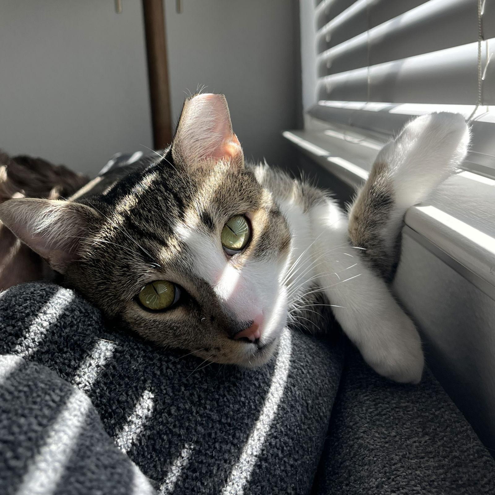 Hamilton, a Adoptable Domestic Short Hair in San Jose, CA image 3/3