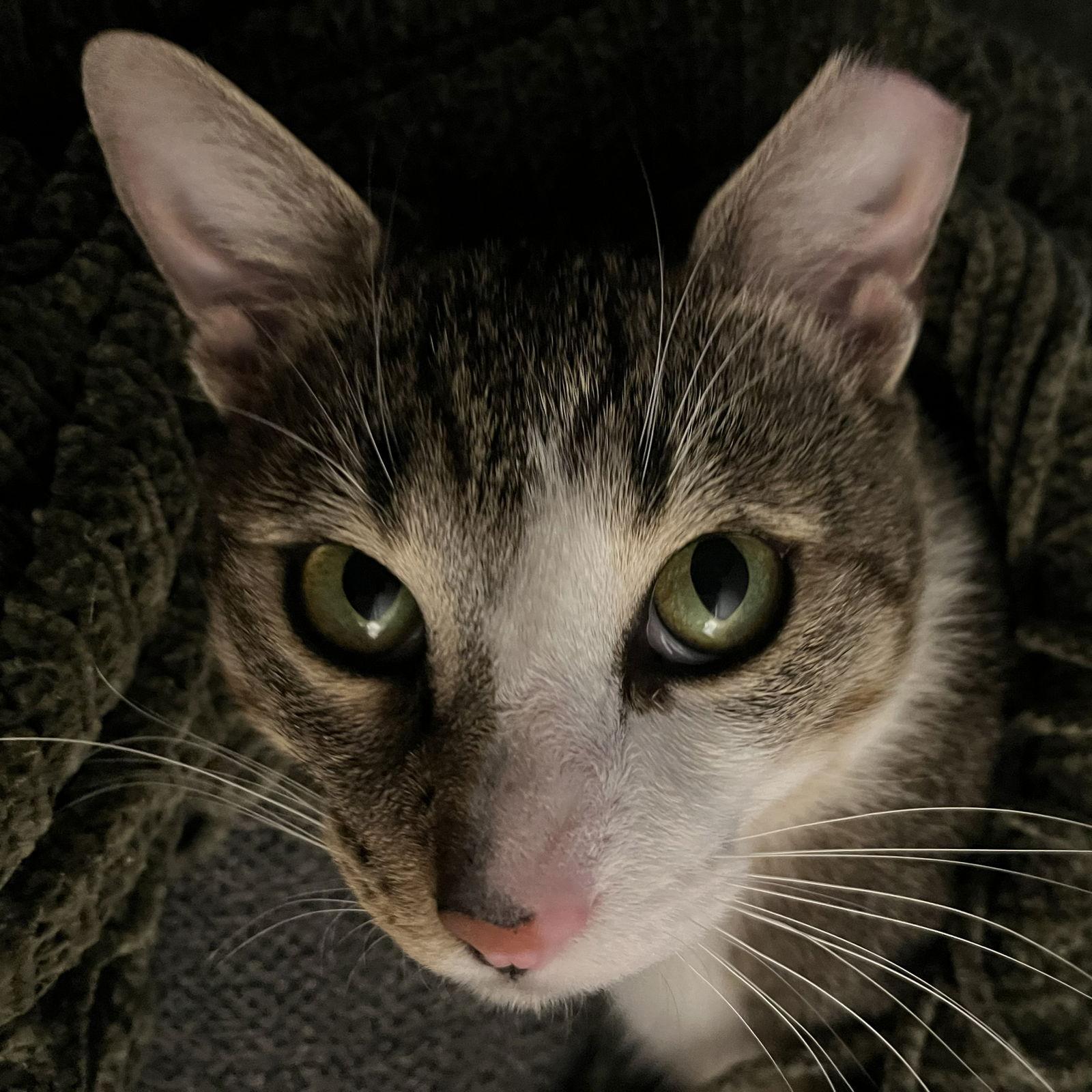 Hamilton, a Adoptable Domestic Short Hair in San Jose, CA image 3/3