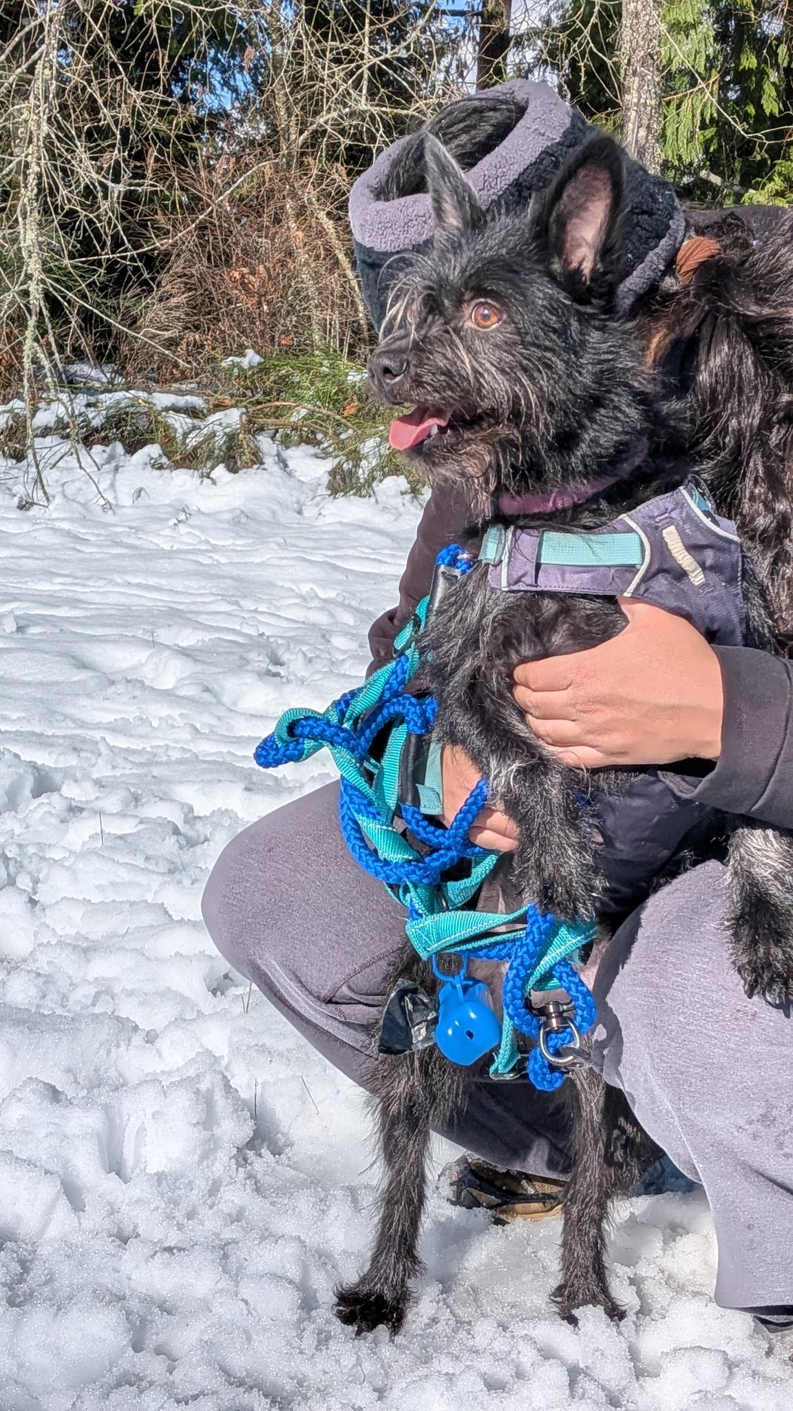 Enlarge Jenzie, a Adoptable mixed breed in Covington, WA image 5/6