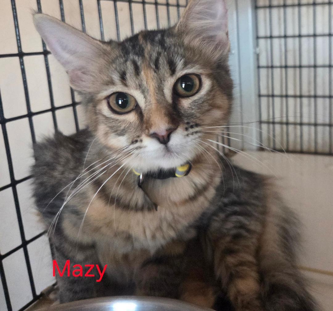 Mazy, Adopted, Kitten Female Tabby & Domestic Short Hair.