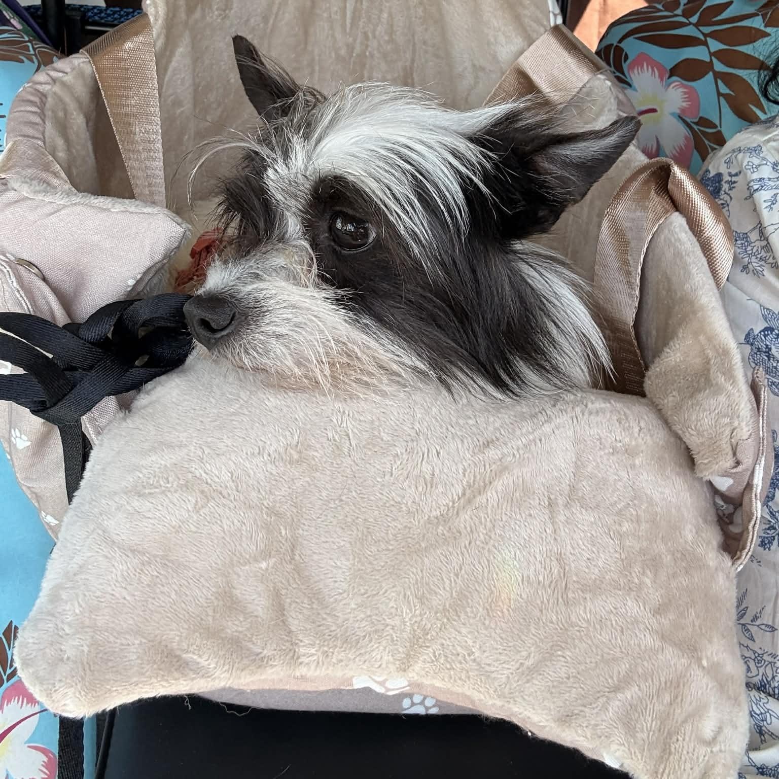 Enlarge Belle, a Adoptable mixed breed in Redwood City , CA image 4/5