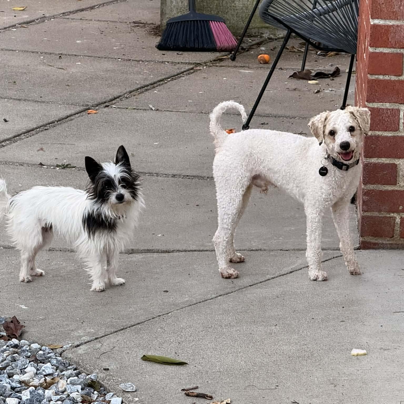 Enlarge Belle, a Adoptable mixed breed in Redwood City , CA image 3/5