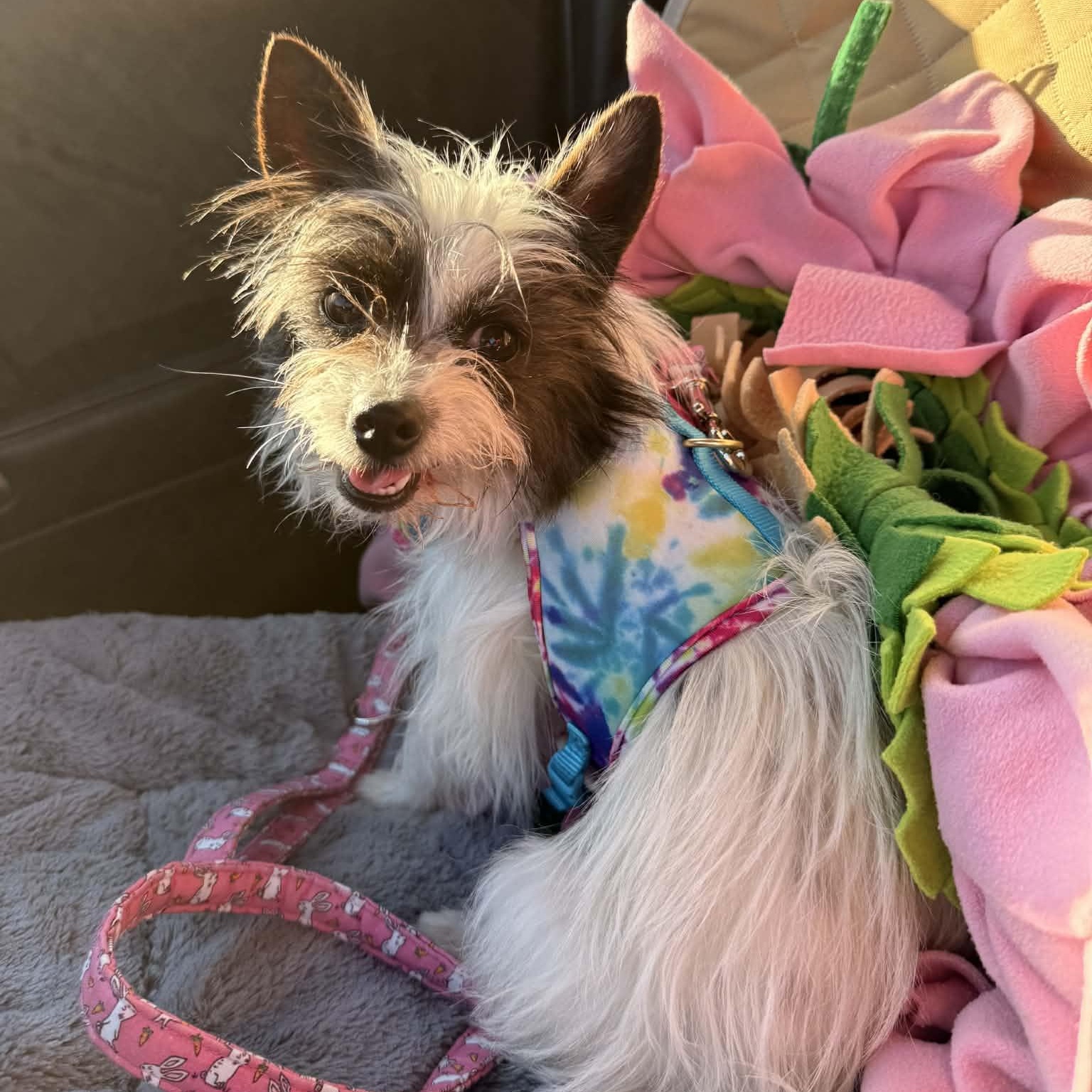 Enlarge Belle, a Adoptable mixed breed in Redwood City , CA image 1/5