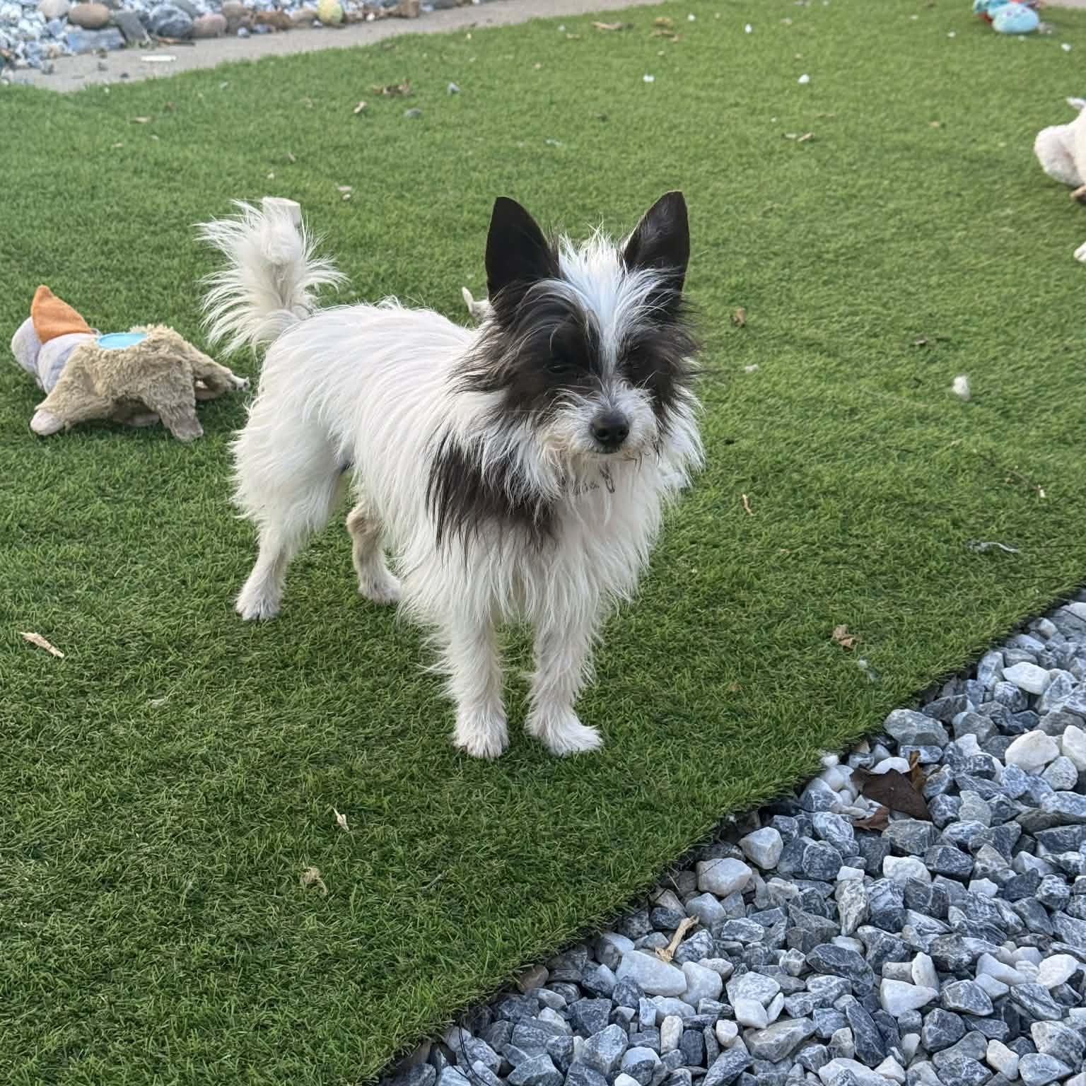 Enlarge Belle, a Adoptable mixed breed in Redwood City , CA image 2/5