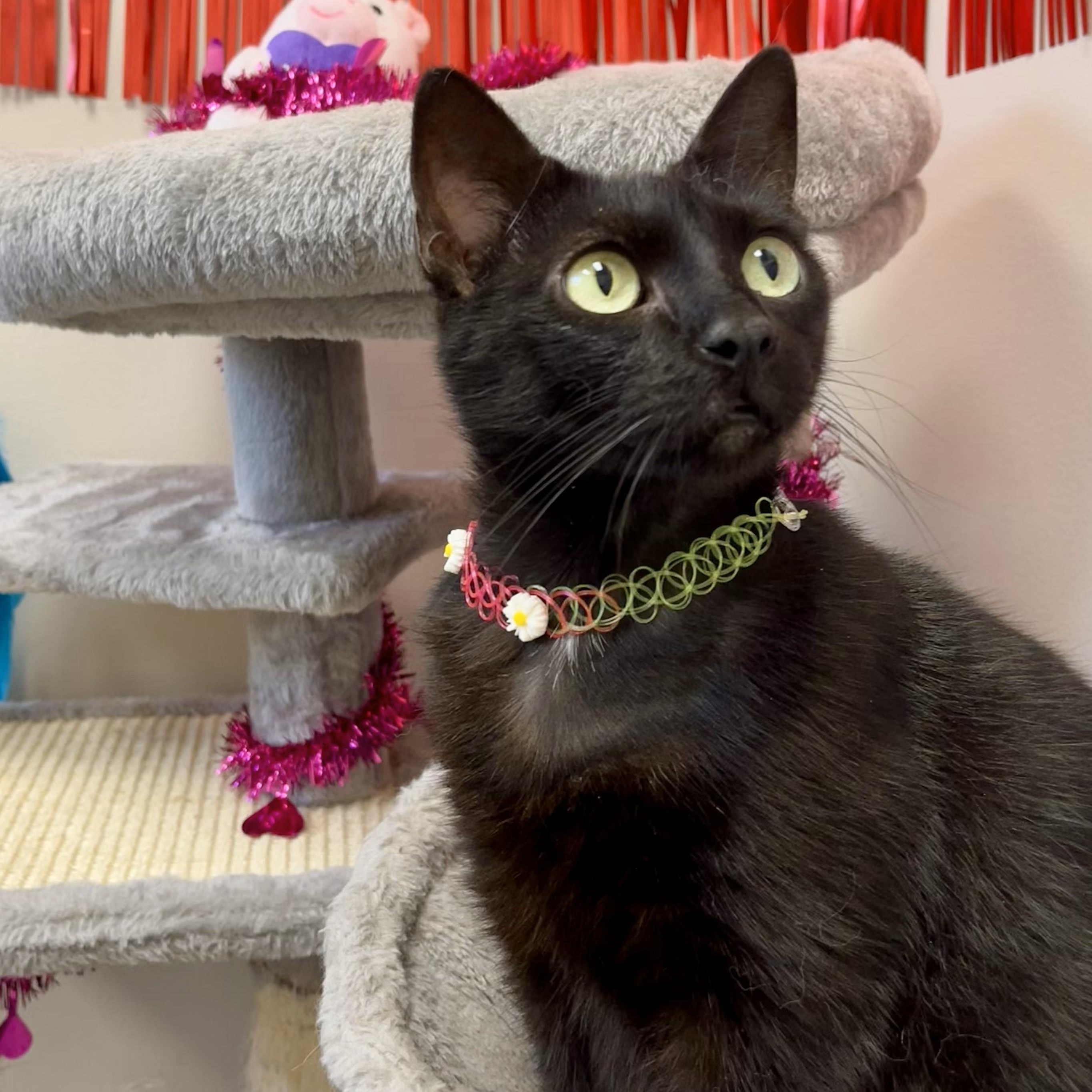 Blackout — thumbnail 3