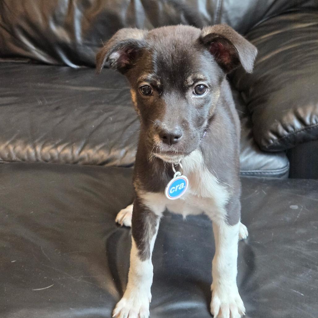 Enlarge Jackie, a ADOPTABLE Mixed Breed in Chicago, IL image 2/3