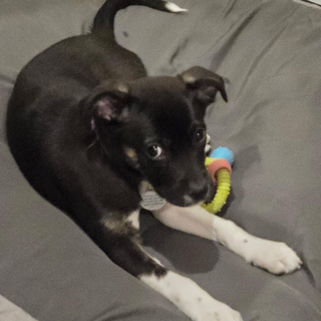 Enlarge Jackie, a ADOPTABLE Mixed Breed in Chicago, IL image 3/3