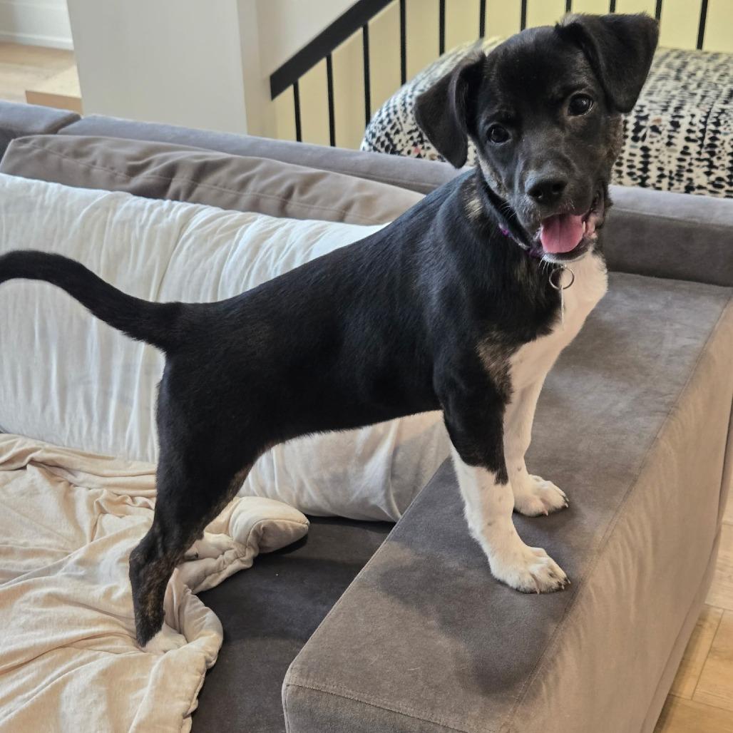 Jackie, ADOPTABLE, Young Female Mixed Breed.