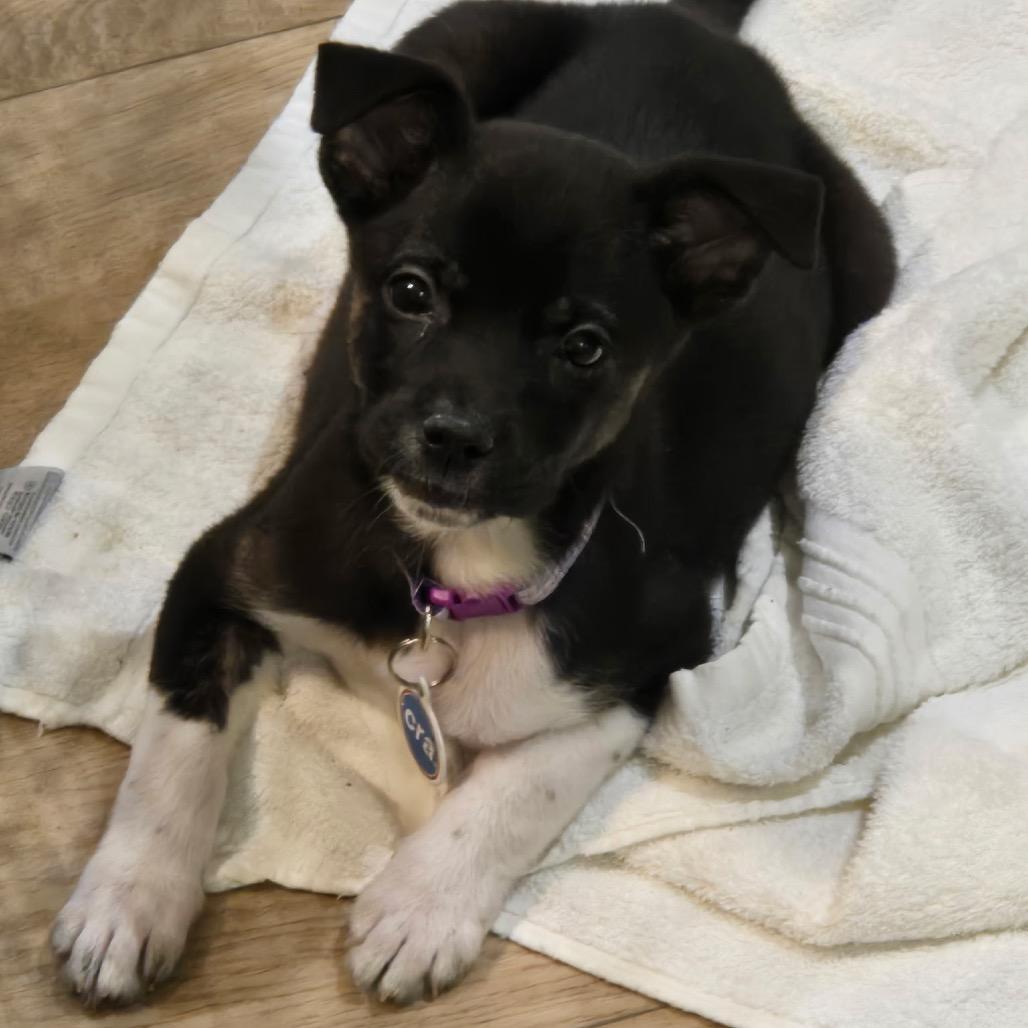 Enlarge Jackie, a ADOPTABLE Mixed Breed in Chicago, IL image 1/3