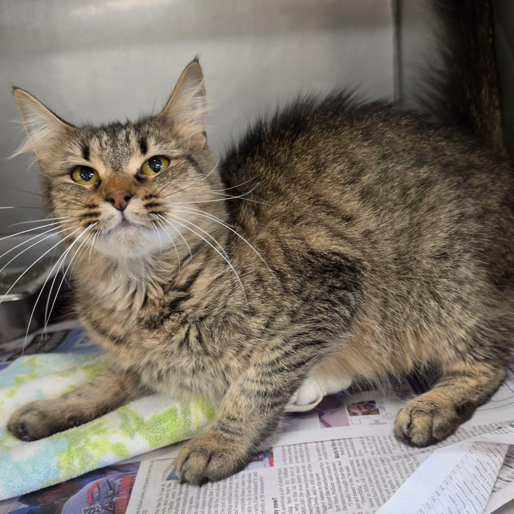 Maisie, ADOPTABLE, Young Female Domestic Short Hair.