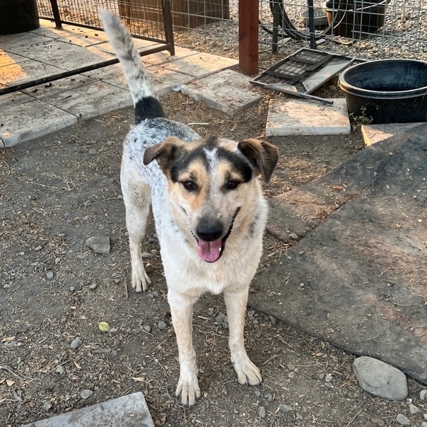 Enlarge Stella, a Adoptable mixed breed in Red Bluff, CA image 1/4