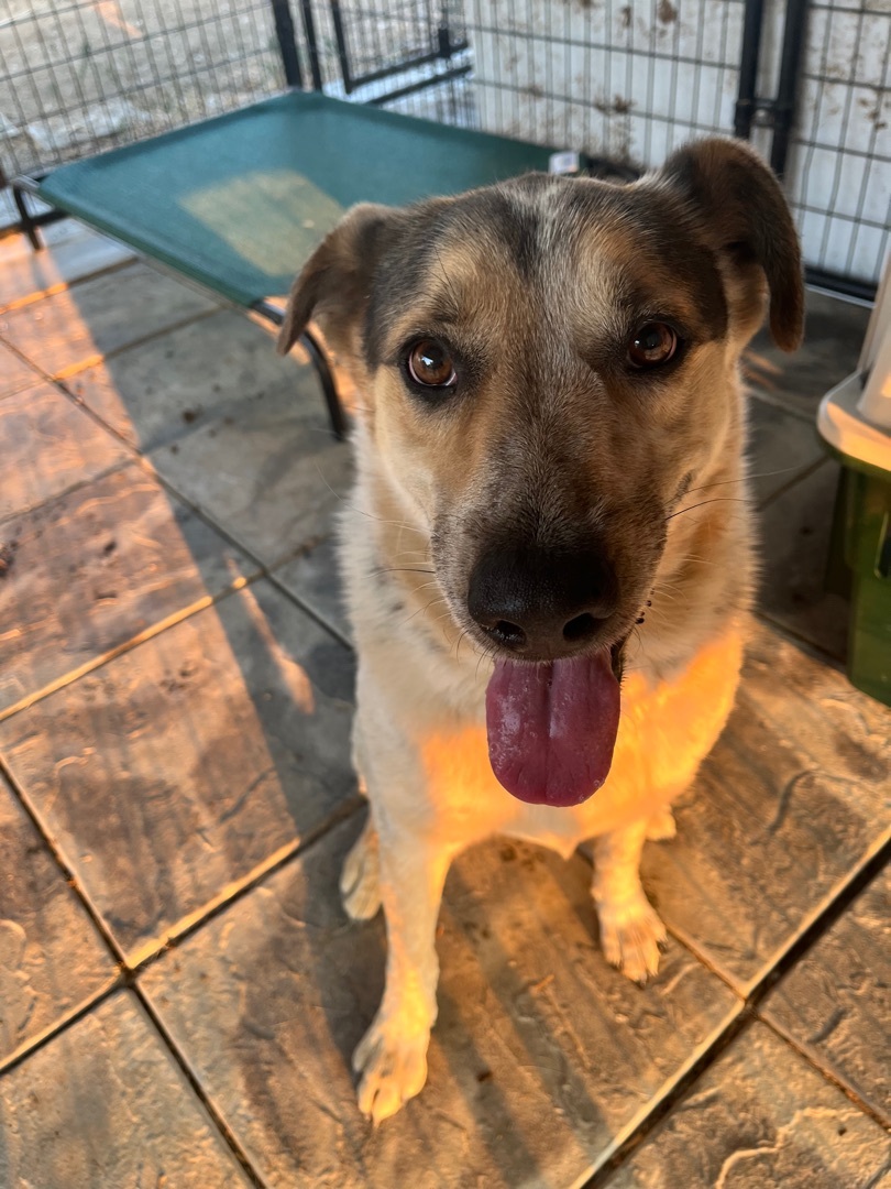 Enlarge Stella, a Adoptable mixed breed in Red Bluff, CA image 2/4