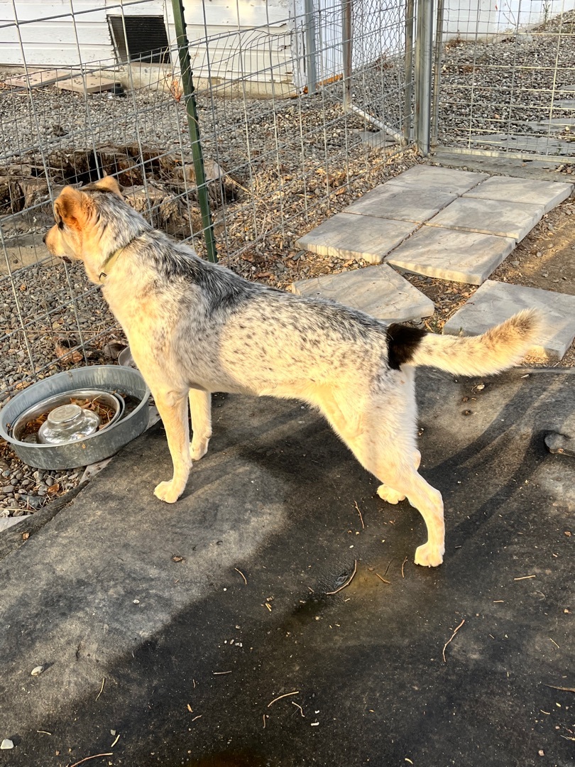 Enlarge Stella, a Adoptable mixed breed in Red Bluff, CA image 3/4
