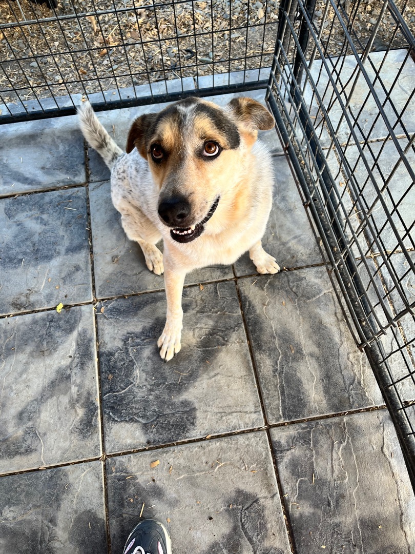 Enlarge Stella, a Adoptable mixed breed in Red Bluff, CA image 4/4